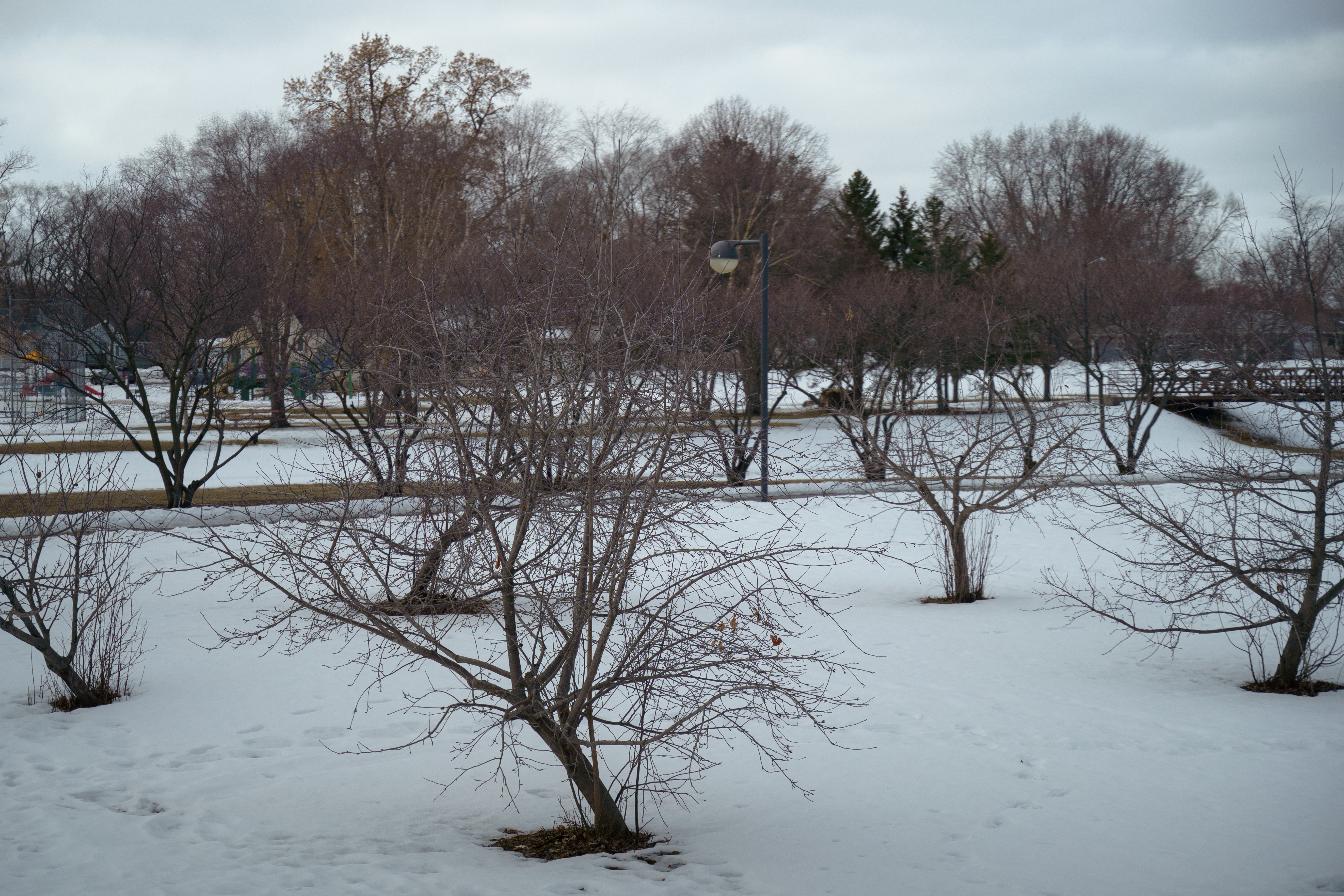 Rochester kicks off first food forest with pruning event Saturday - Vimarsana News