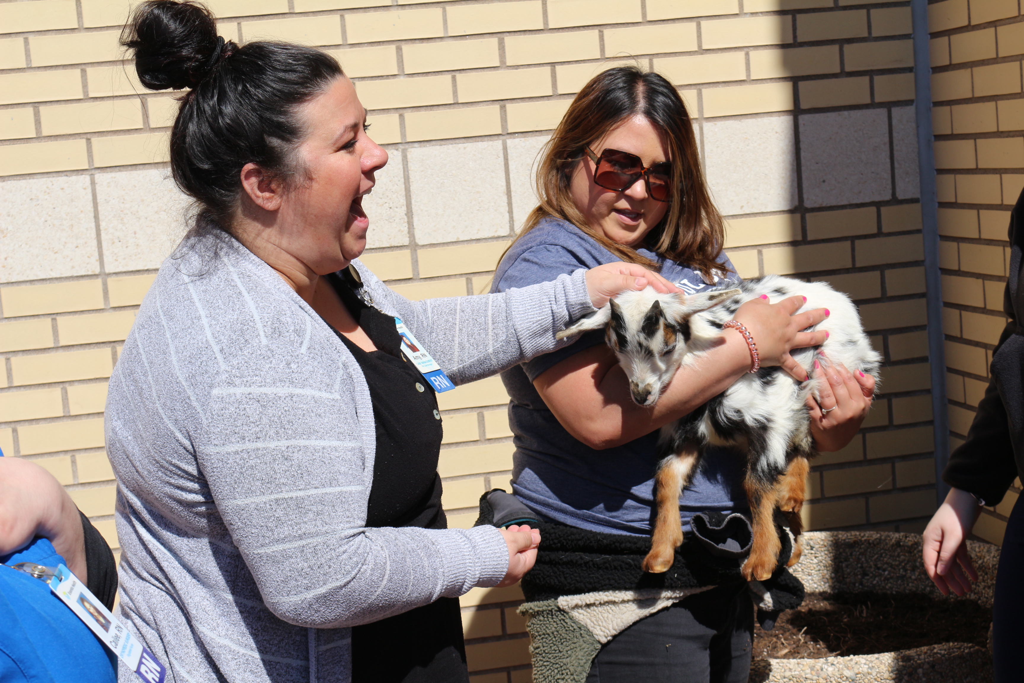 Goats help relieve stress at Essentia Health - Vimarsana News
