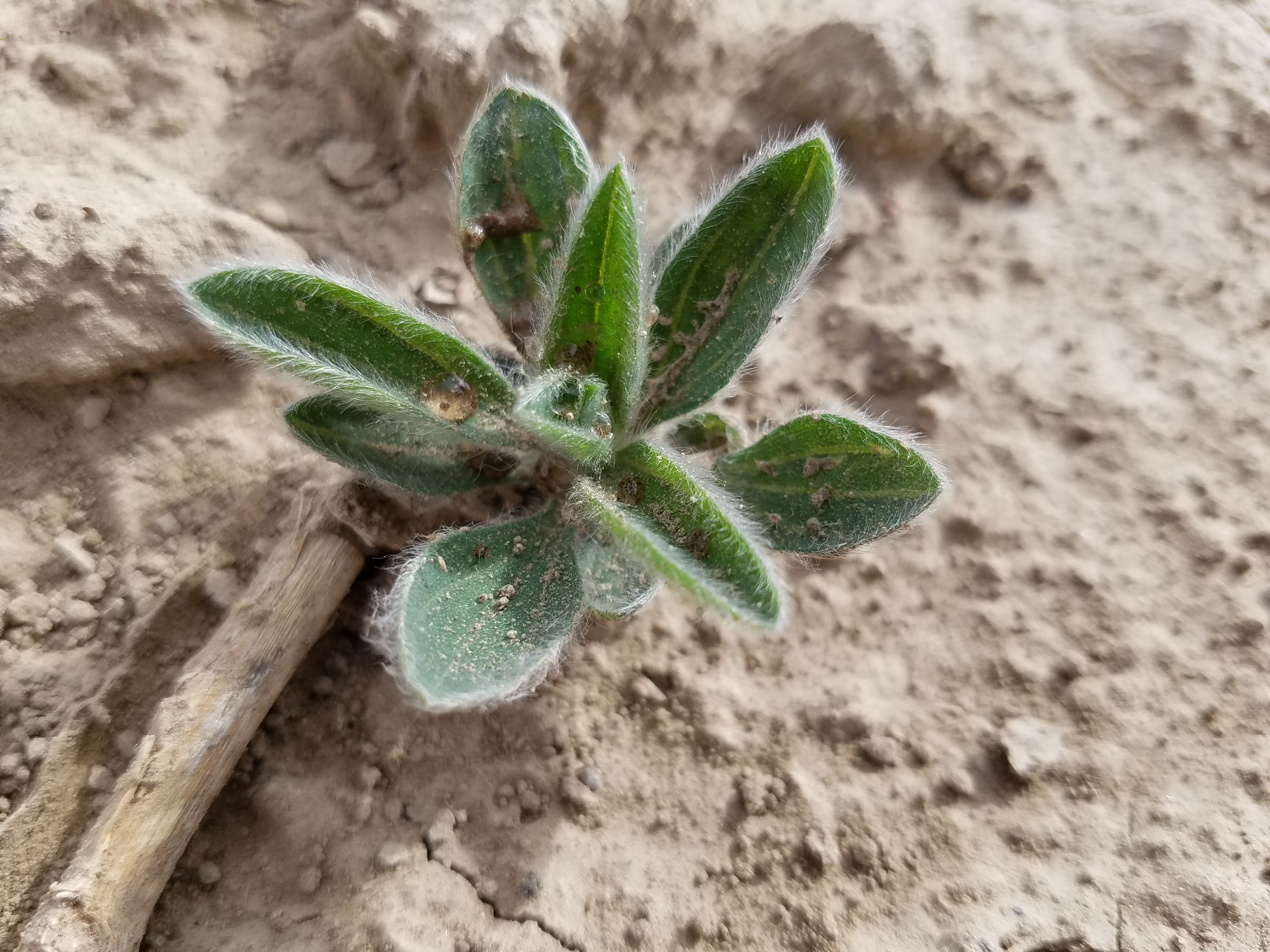 Crop-killing weeds advance across US farmland as chemicals lose effectiveness - Vimarsana News