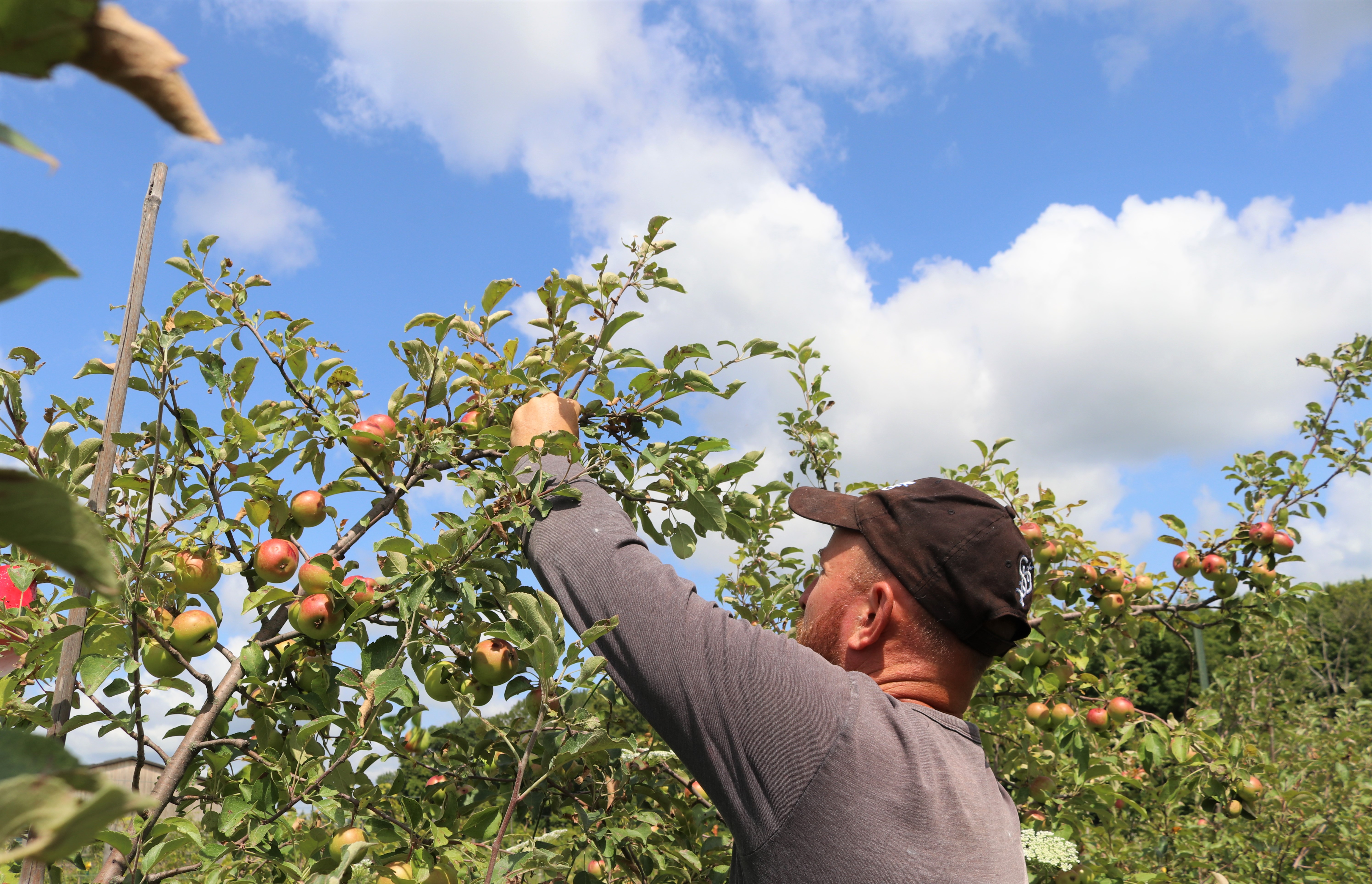 Hailstorm wounds but won't knock out southeast Minnesota orchard and cidery - Vimarsana News