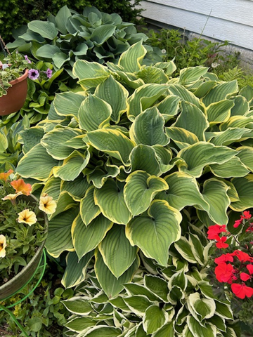 Master Gardener Sue Morris: Hostas may be divided to provide more plants - Vimarsana News