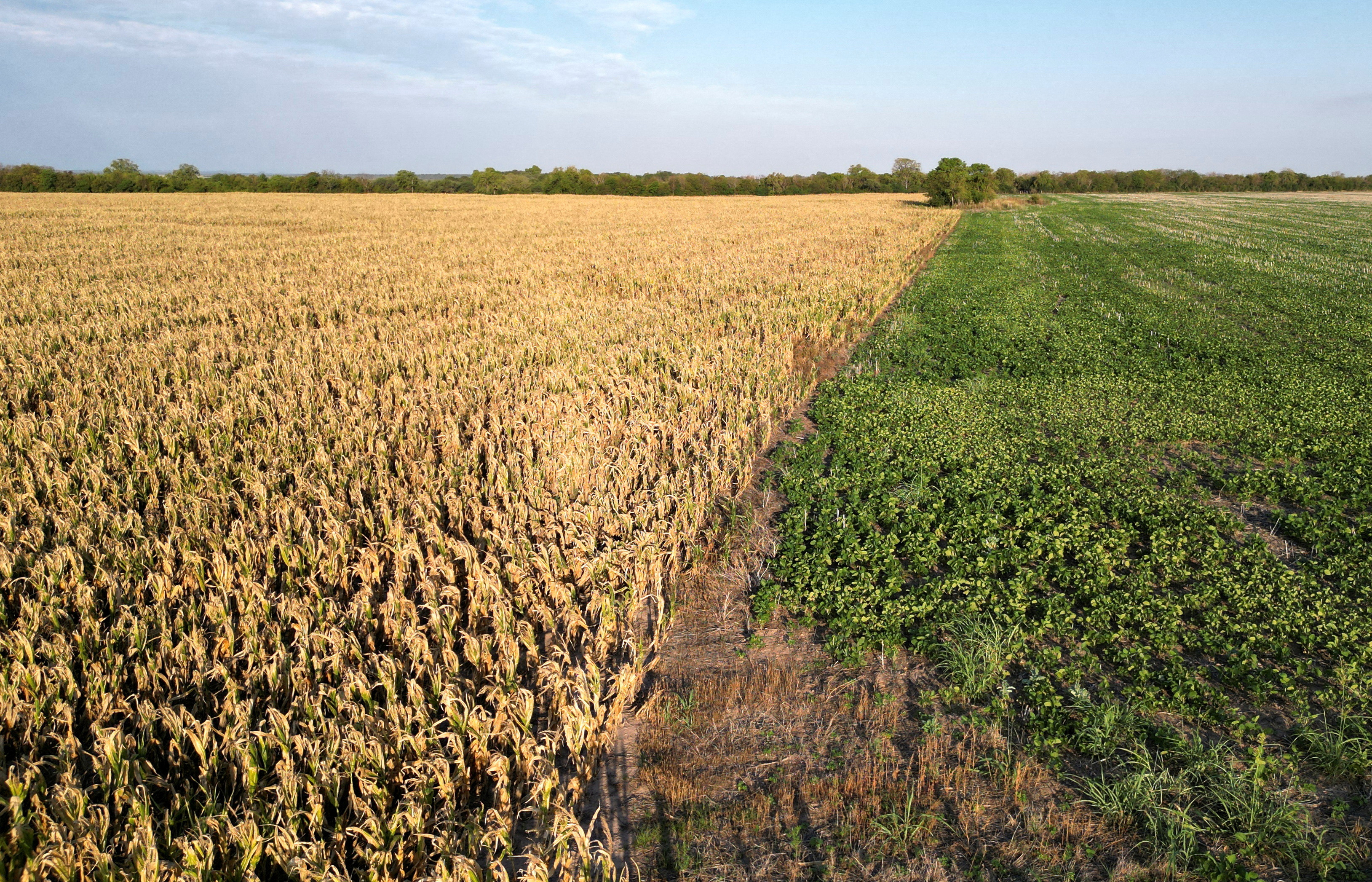 Argentina crop export dollars tumble 74% in February due to drought - Vimarsana News