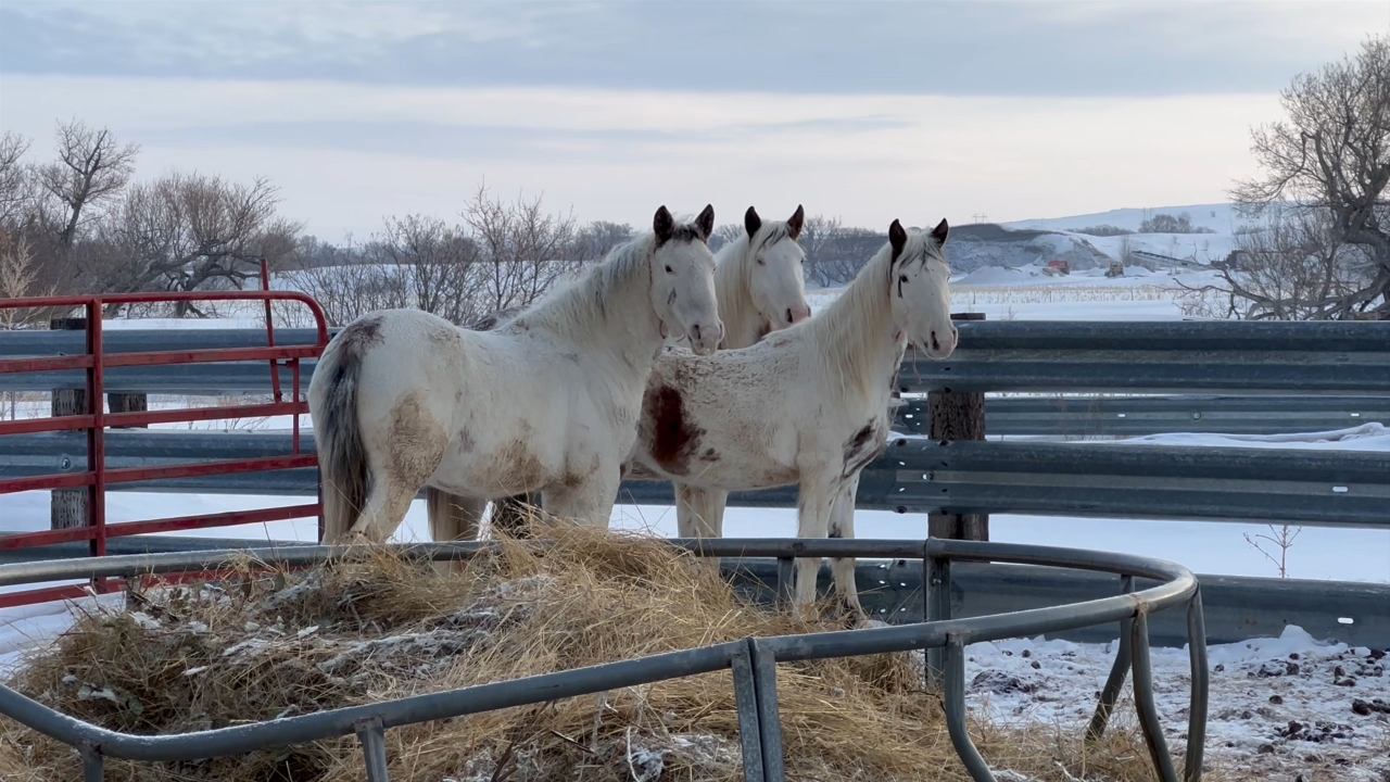 Rare Medicine Hat horses find safe shelter in Linton, North Dakota - Vimarsana News