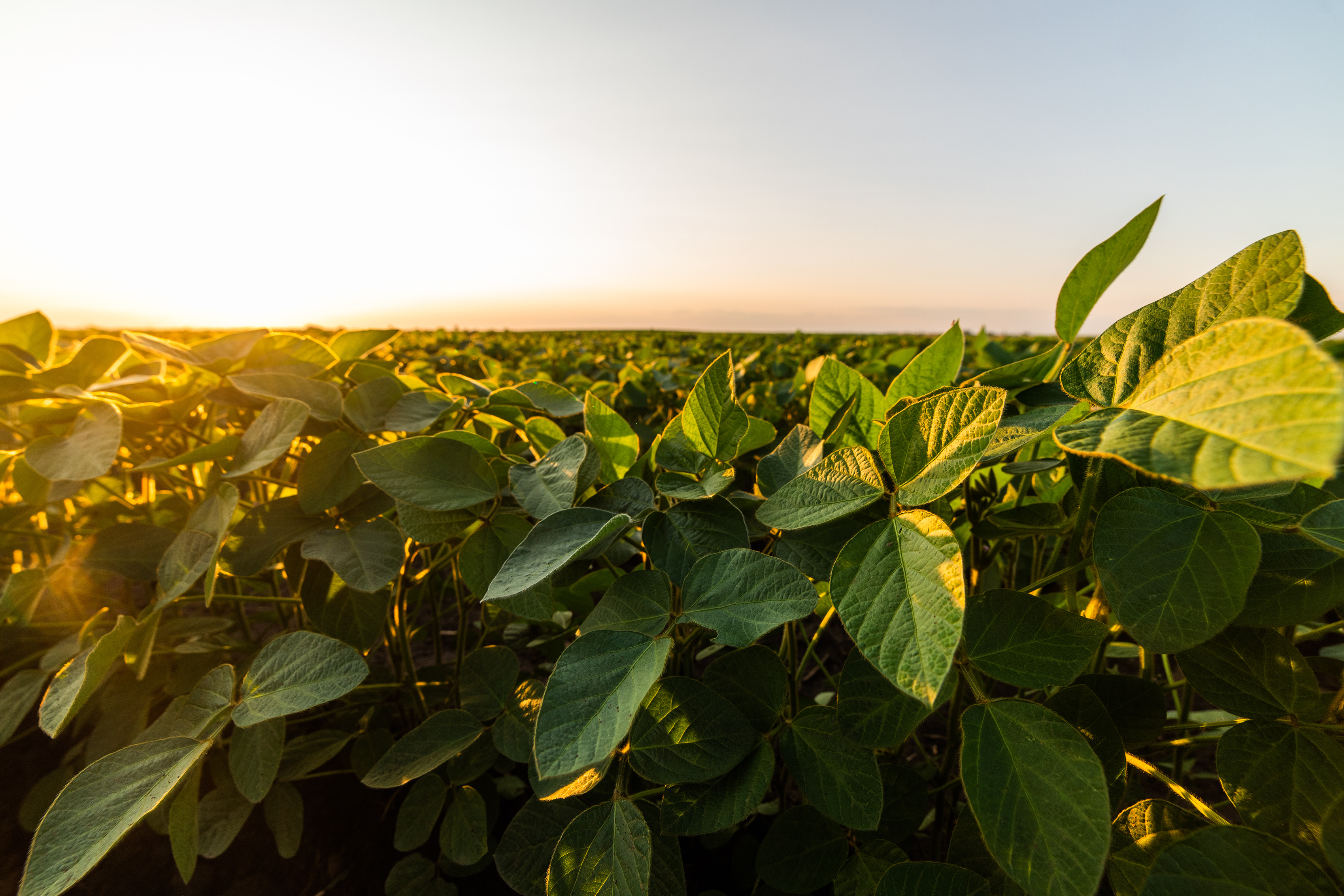 Minnesota ag officials highlight key concerns at state, federal levels - Vimarsana News