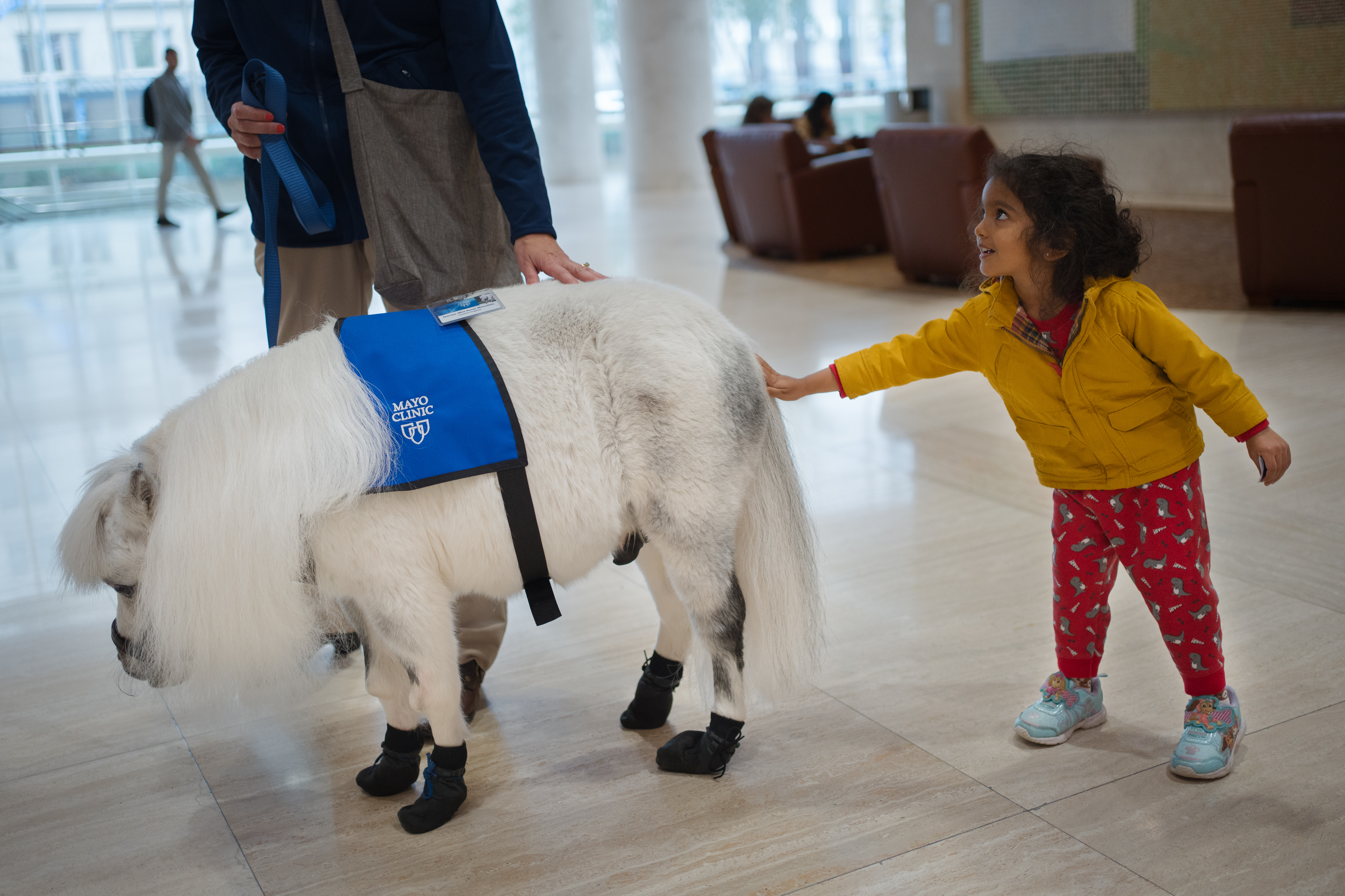Munchkin the miniature horse joins Mayo Clinic's hospital therapy animal team - InForum | Fargo, Moorhead and West Fargo news, weather and sports - Vimarsana News