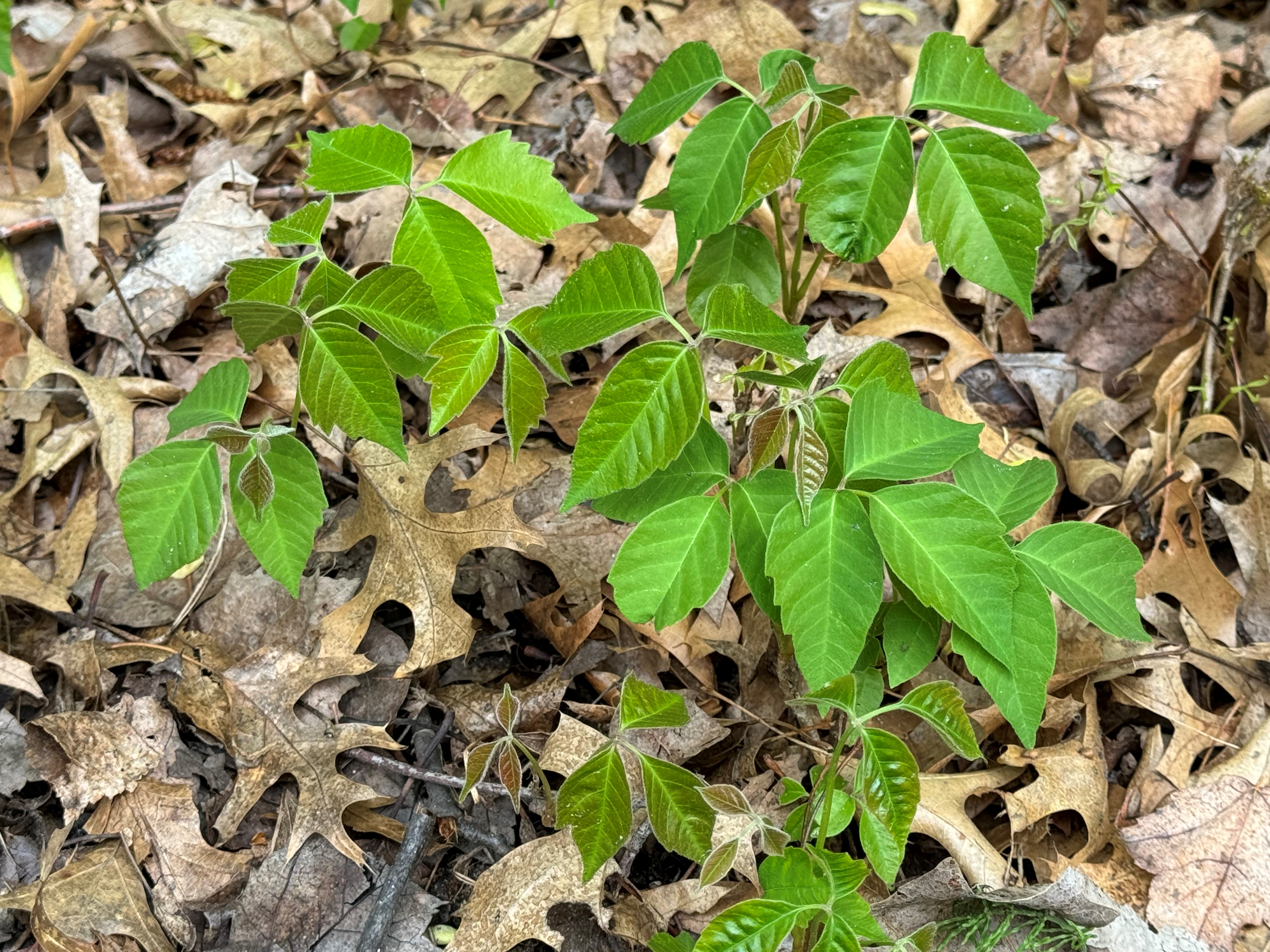 Ask the Master Naturalist: Avoiding poison ivy and other plants that cause rashes - Vimarsana News