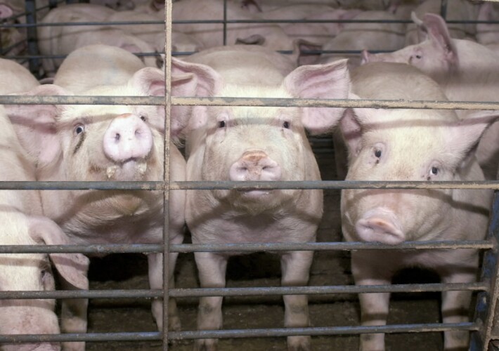 Becker County kills its feedlot moratorium - Vimarsana News
