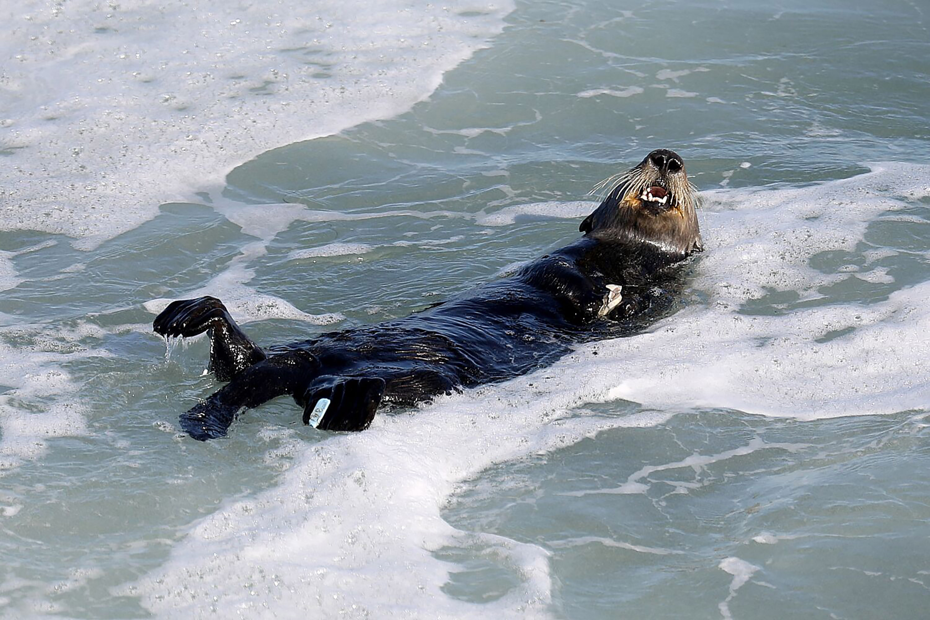 LZ Granderson: Yacht-busting orcas and board-stealing otters? The Earth is angry - Vimarsana News