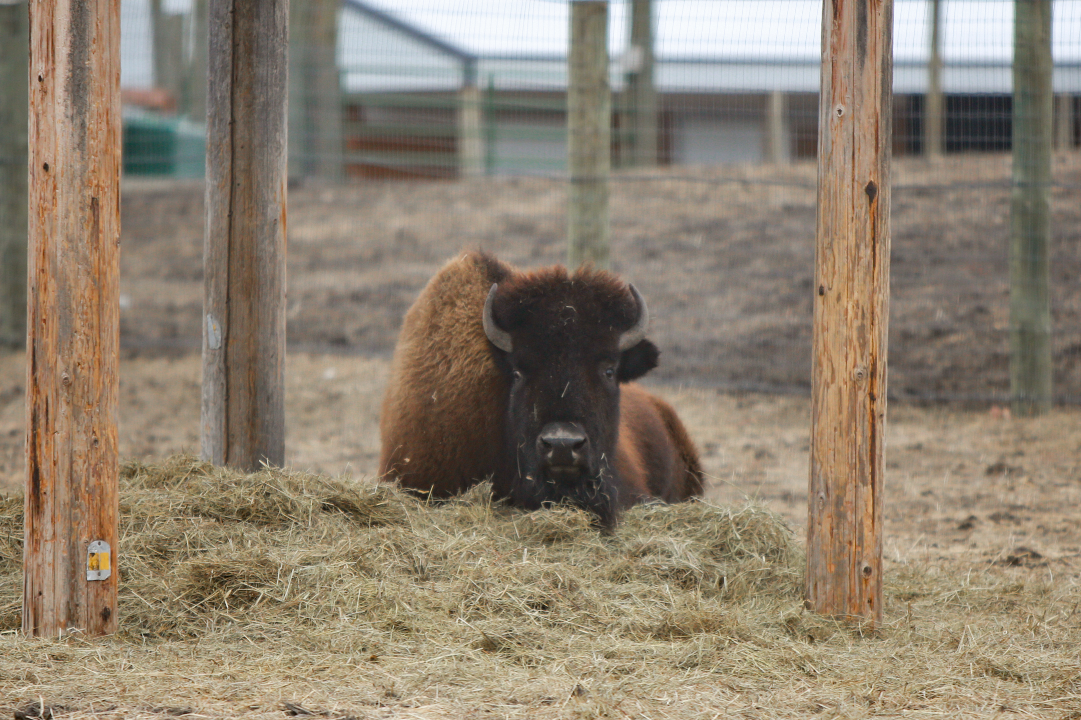 Named for a Fargo diner, Marge the bison is known for her attitude, waistline - Vimarsana News