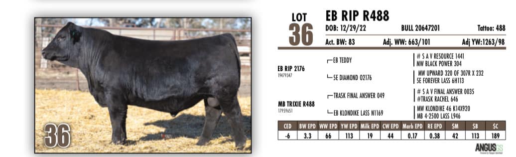Edgar Brothers Angus Ranch's annual bull sale benefits families in need - Vimarsana News