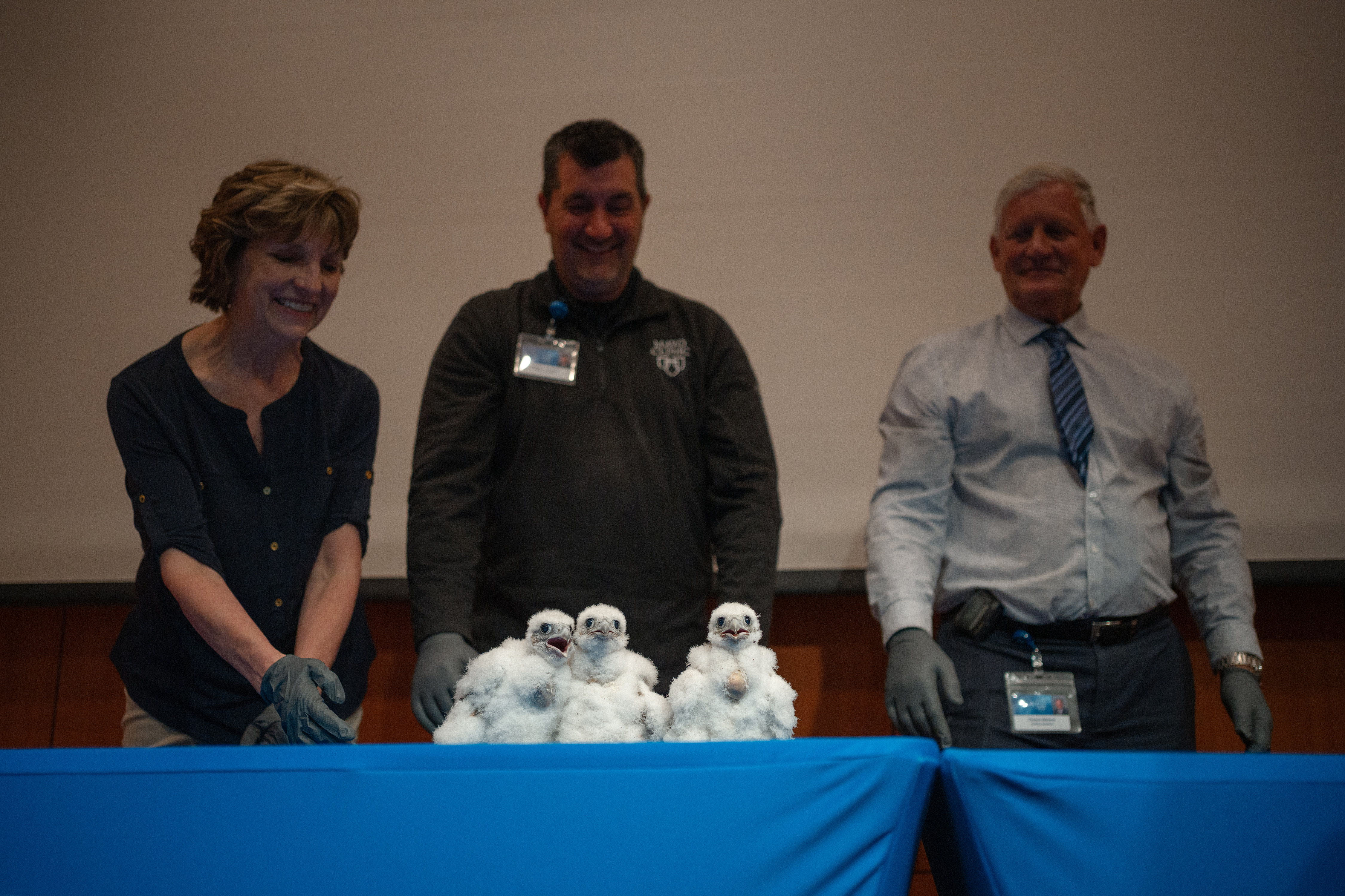 Mayo Clinic welcomes the all-female peregrine falcon class of 2024 - Vimarsana News