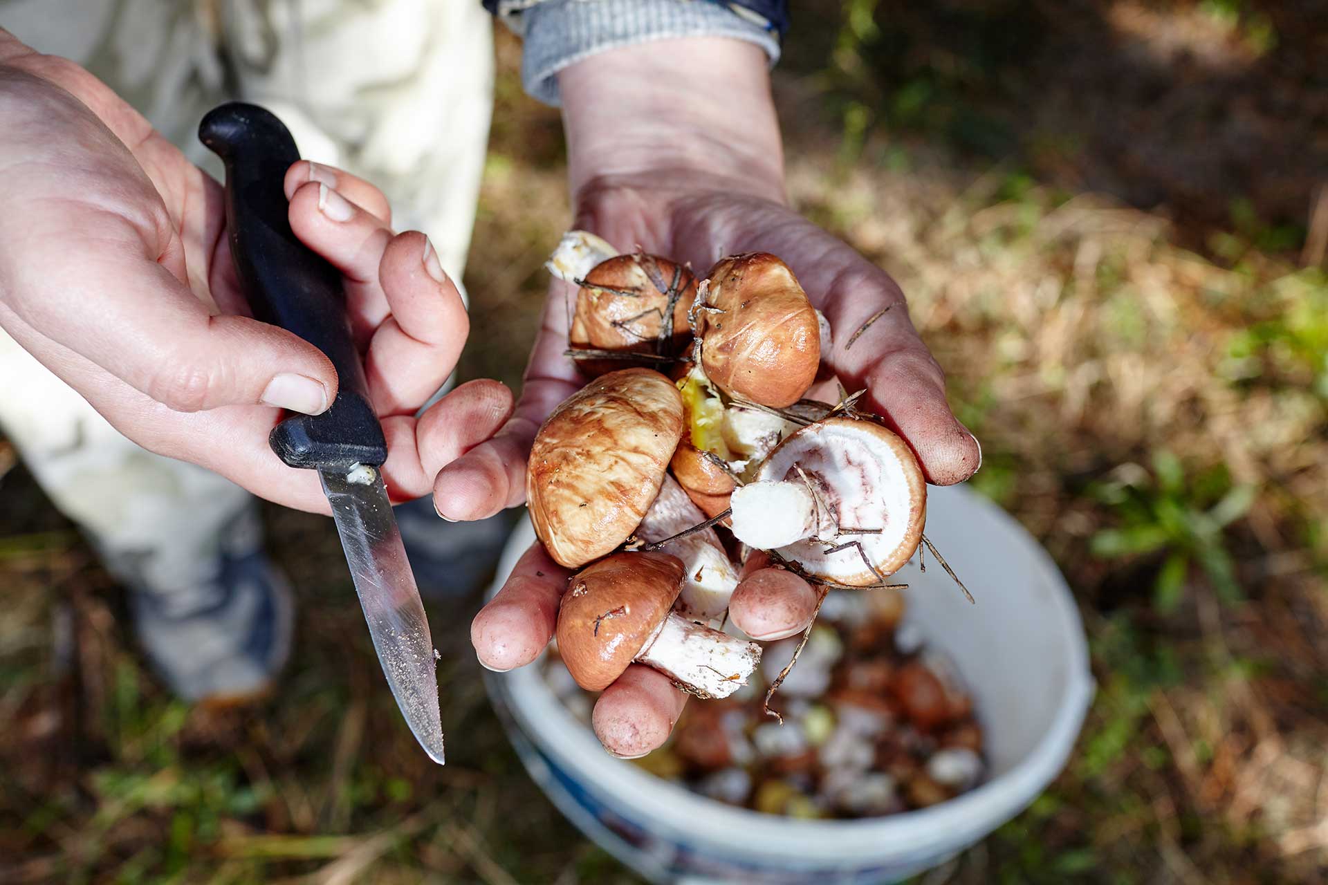Laws changed on harvesting decoratives and edibles from state land - Vimarsana News