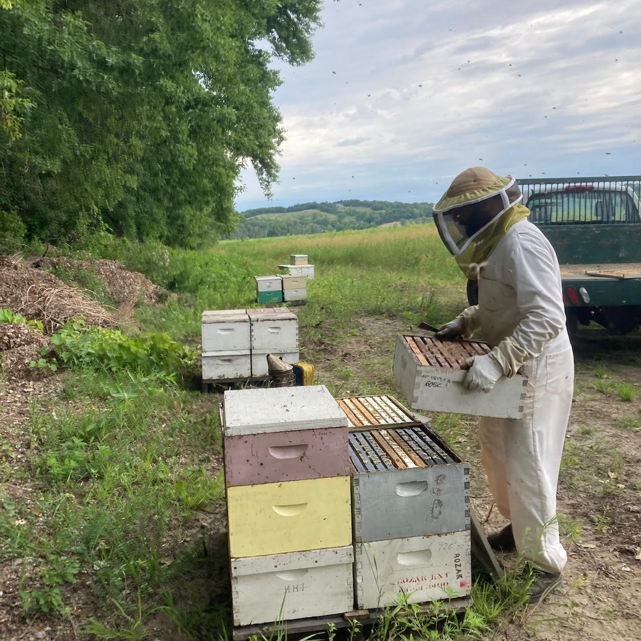 Local honey production on the decline in Minnesota - Vimarsana News