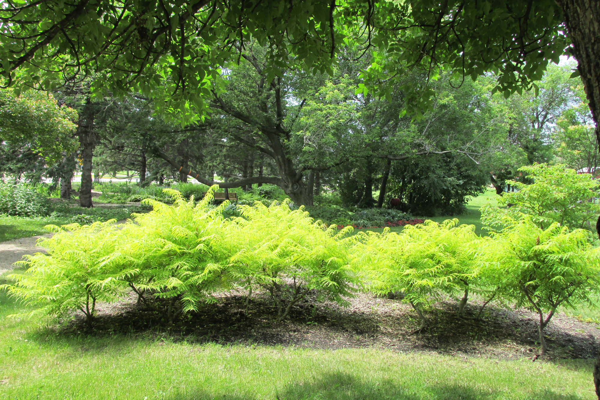 Diversity in the landscape depicts nature's way - Vimarsana News