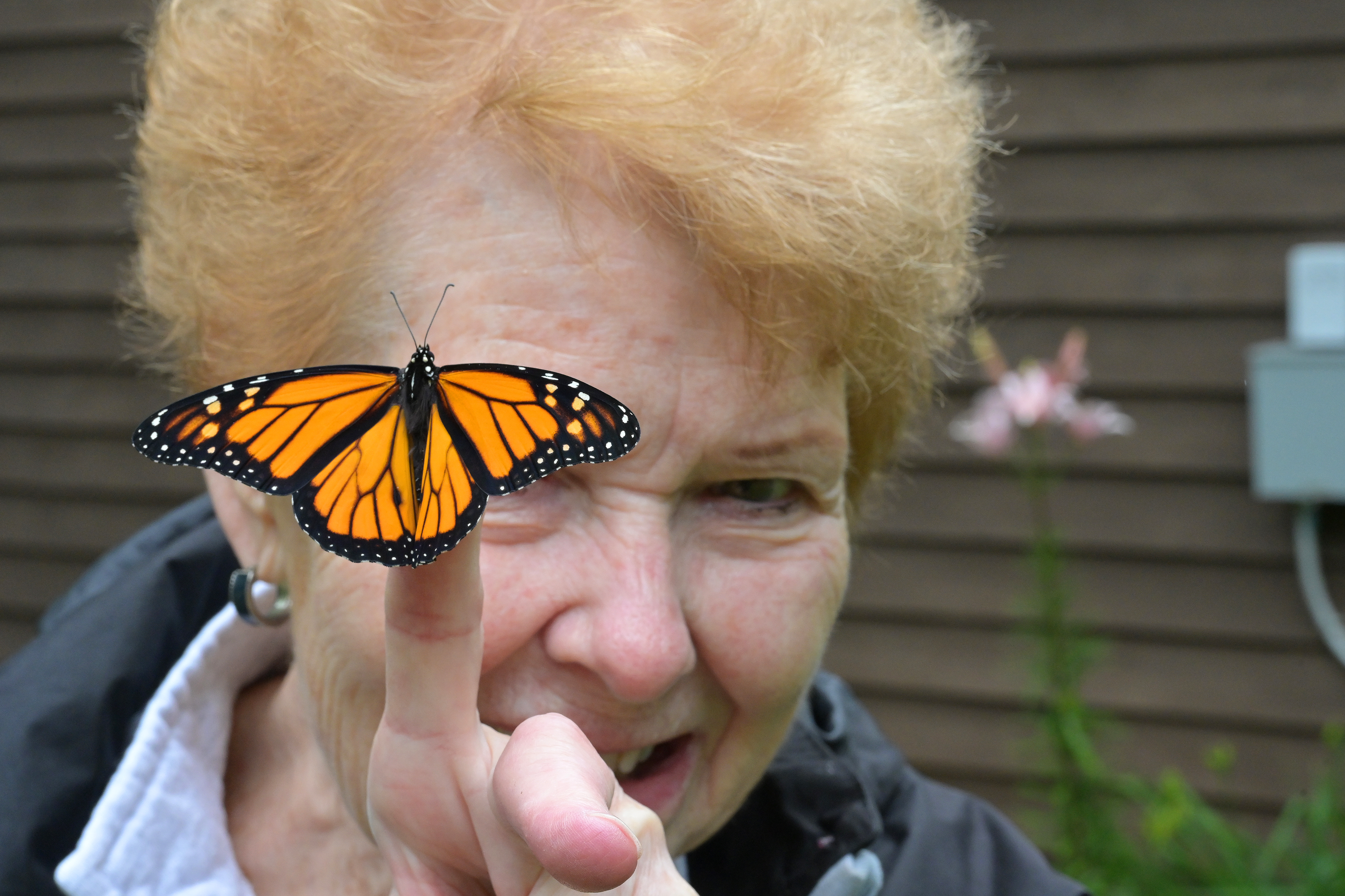 Monarch Mission - Vimarsana News
