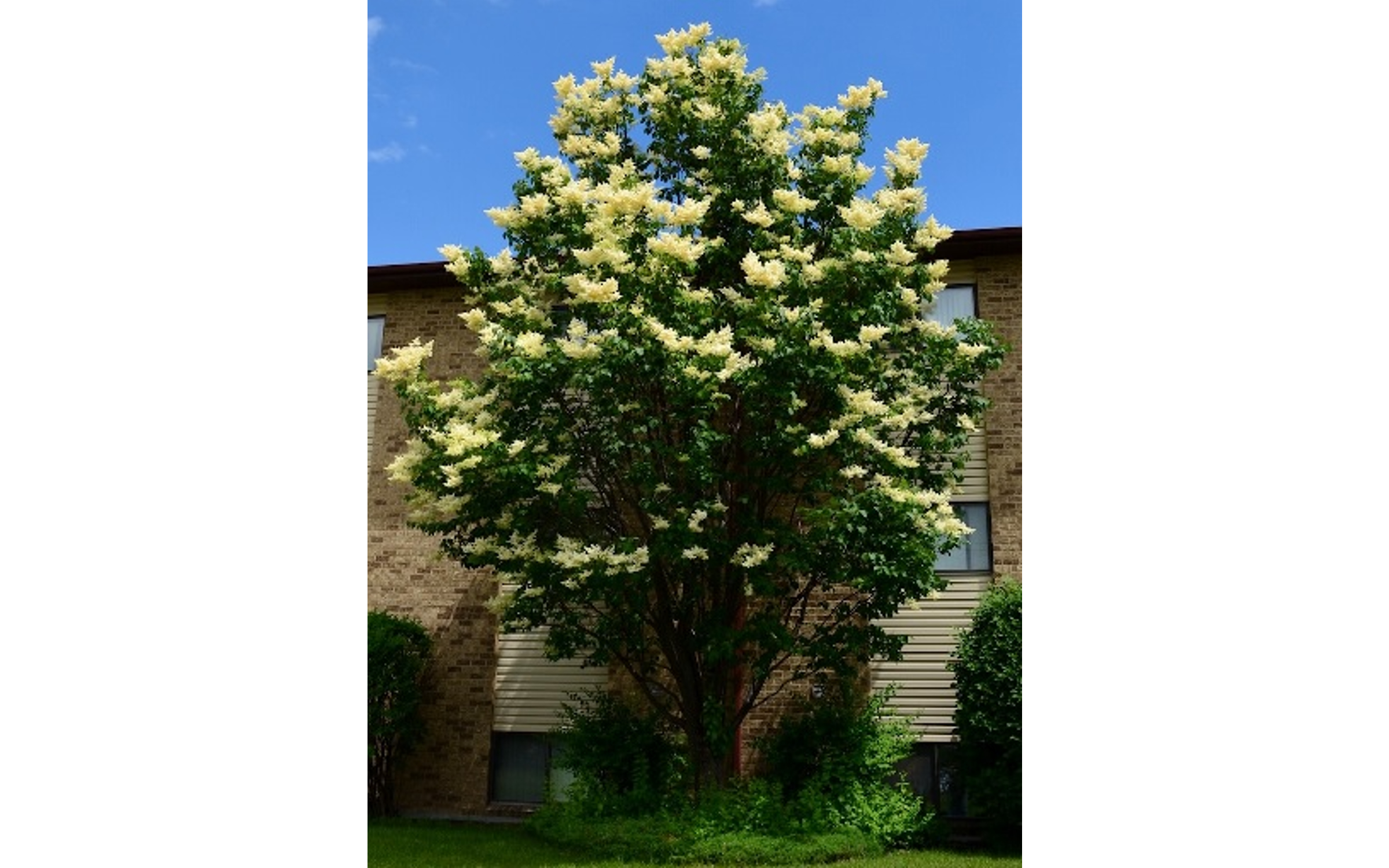 Fielding Questions: Tree ID, flowers but no cantaloupes, tomato fruit rot - Vimarsana News