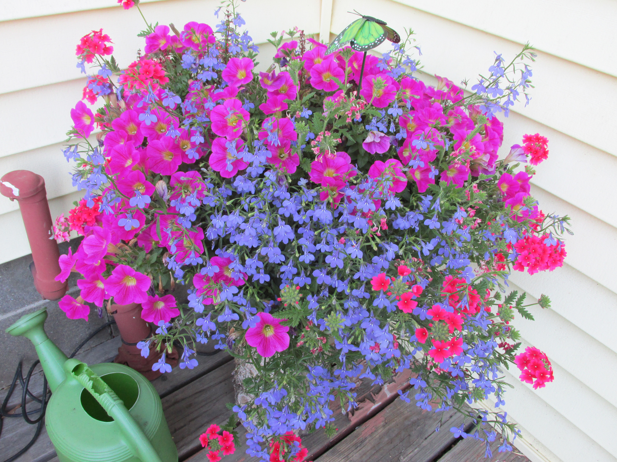 Deadheading will keep your garden fresh - Vimarsana News