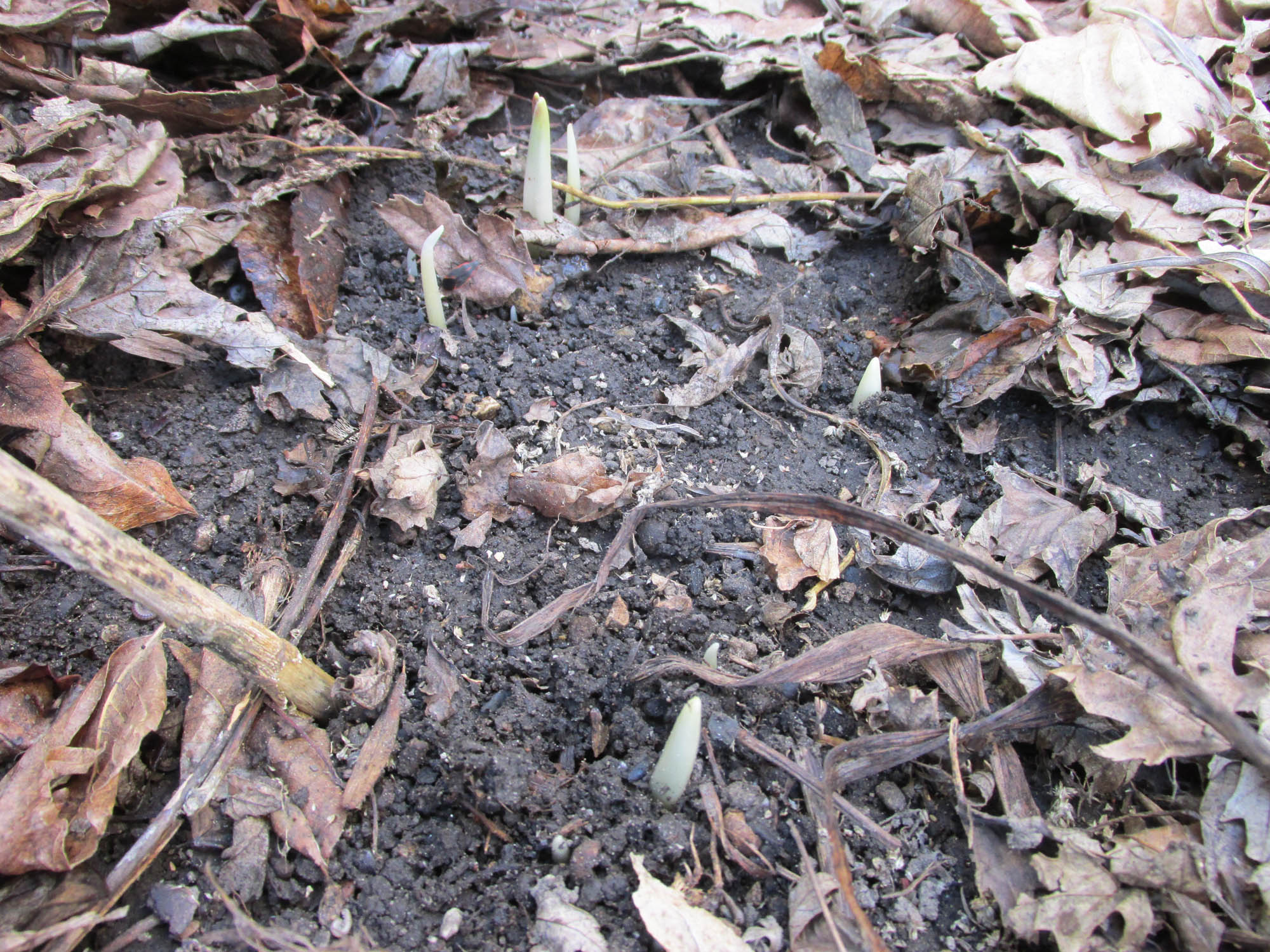 Healthy soils make for a healthy growing season - Vimarsana News