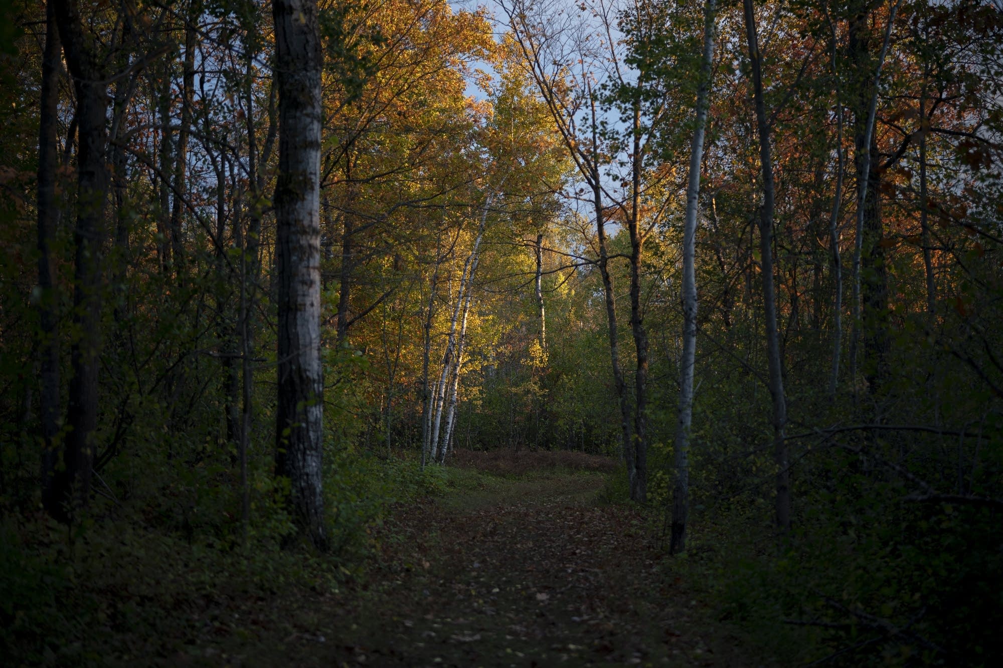 Walk off that turkey: Free access Friday to Minnesota state parks - Vimarsana News