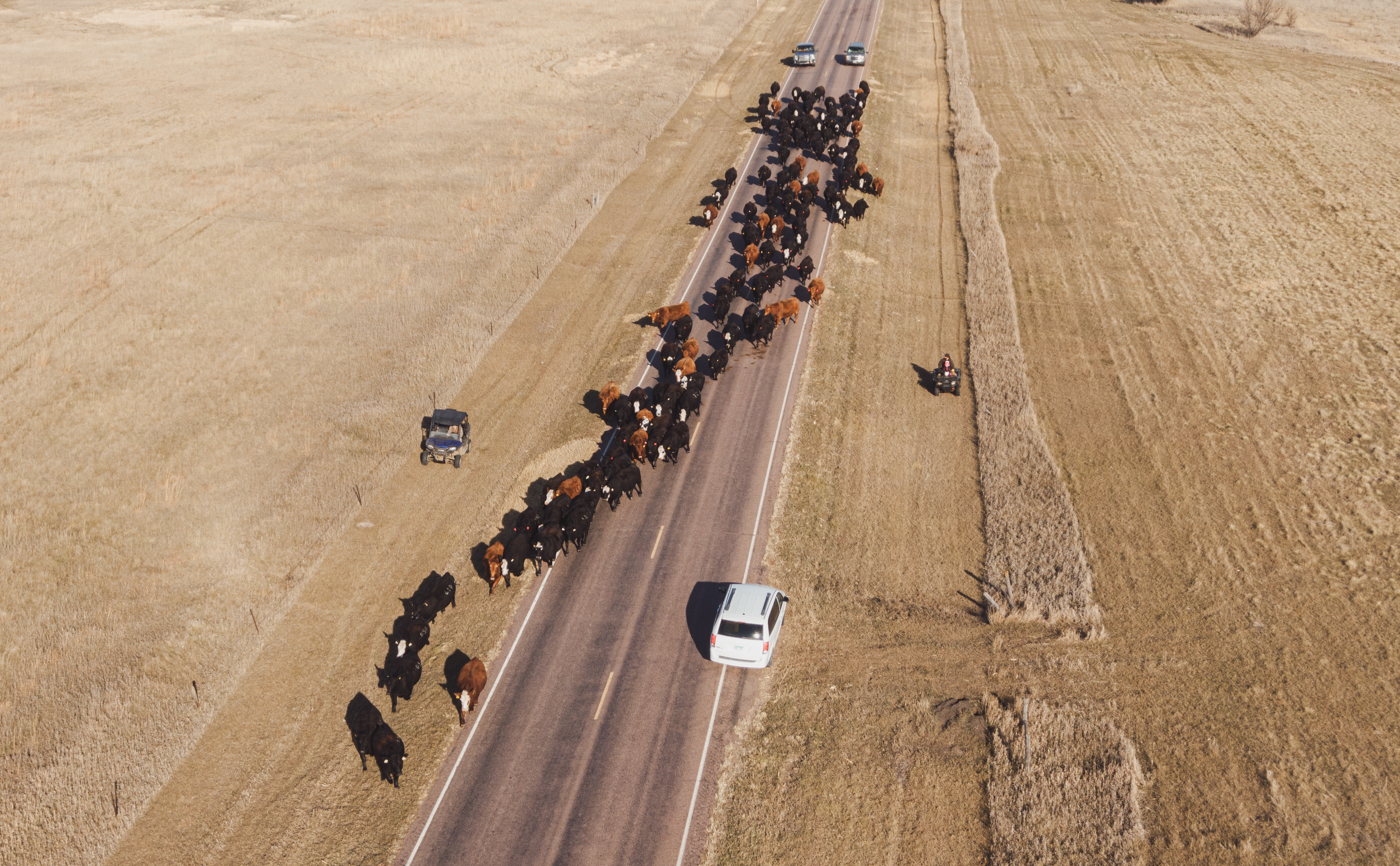 South Dakota cattle drive provides taste of tradition - Vimarsana News