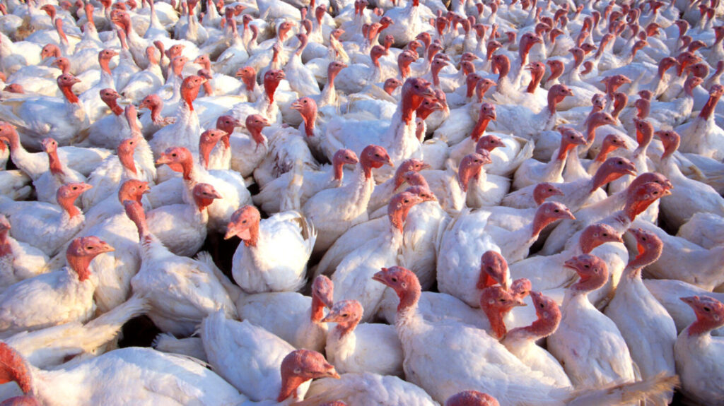 Brookings company looks to build bird flu vaccine - Vimarsana News