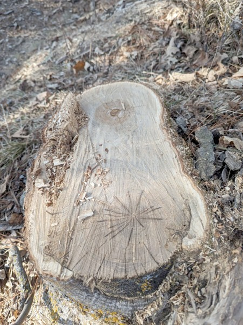 Information wanted about vandalized tree on North Country Trail - Vimarsana News