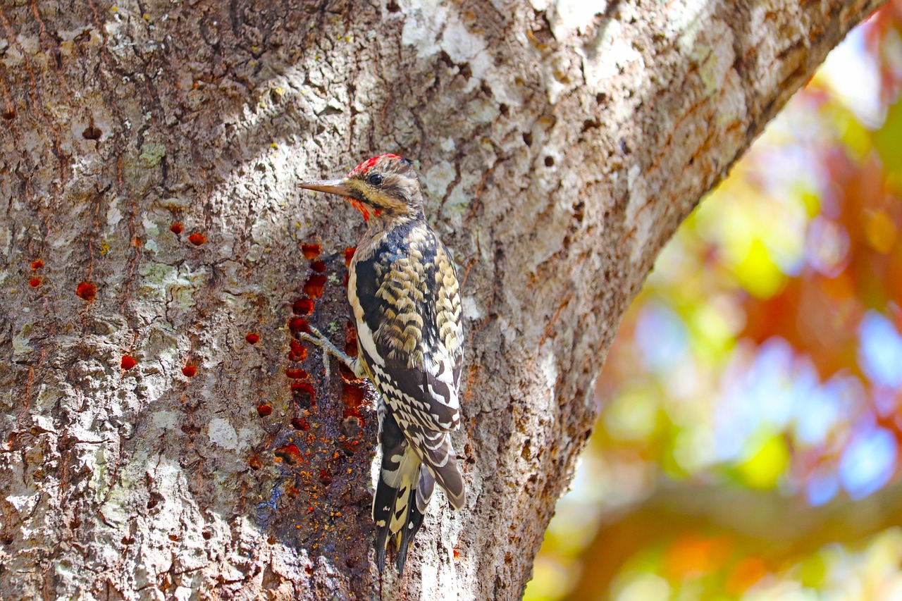 Fielding Questions: Tree holes? Chances are, it's nature's carpenters wreaking havoc - InForum | Fargo, Moorhead and West Fargo news, weather and sports - Vimarsana News