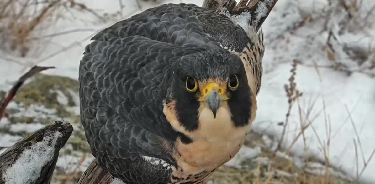 How a falcon named Savanna mirrors the life of Savanna Lafontaine-Greywind, whose baby was cut from her womb - Vimarsana News