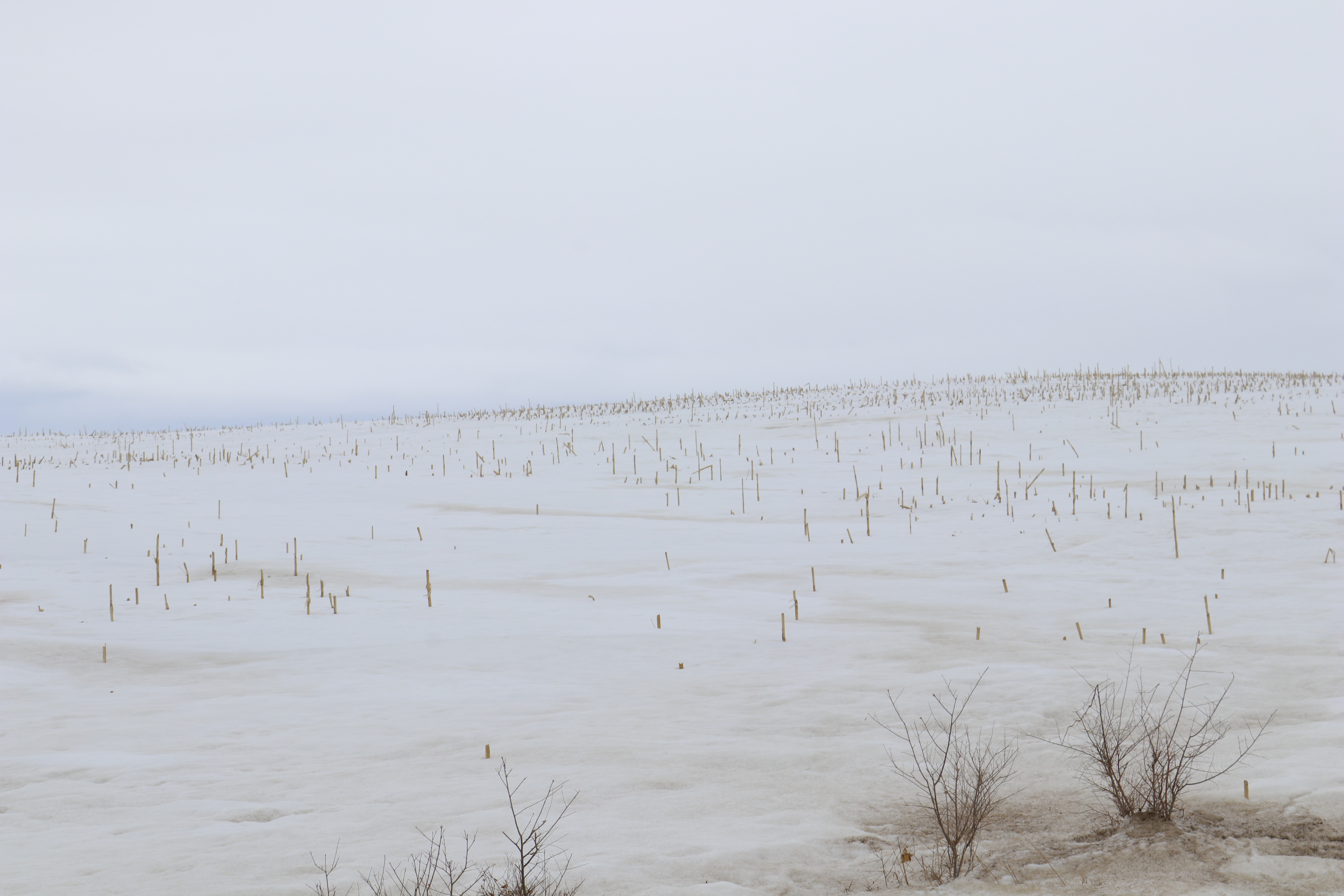 Heavy central North Dakota snowpack could slow planting progress and lead to high prevented planting acres - Vimarsana News
