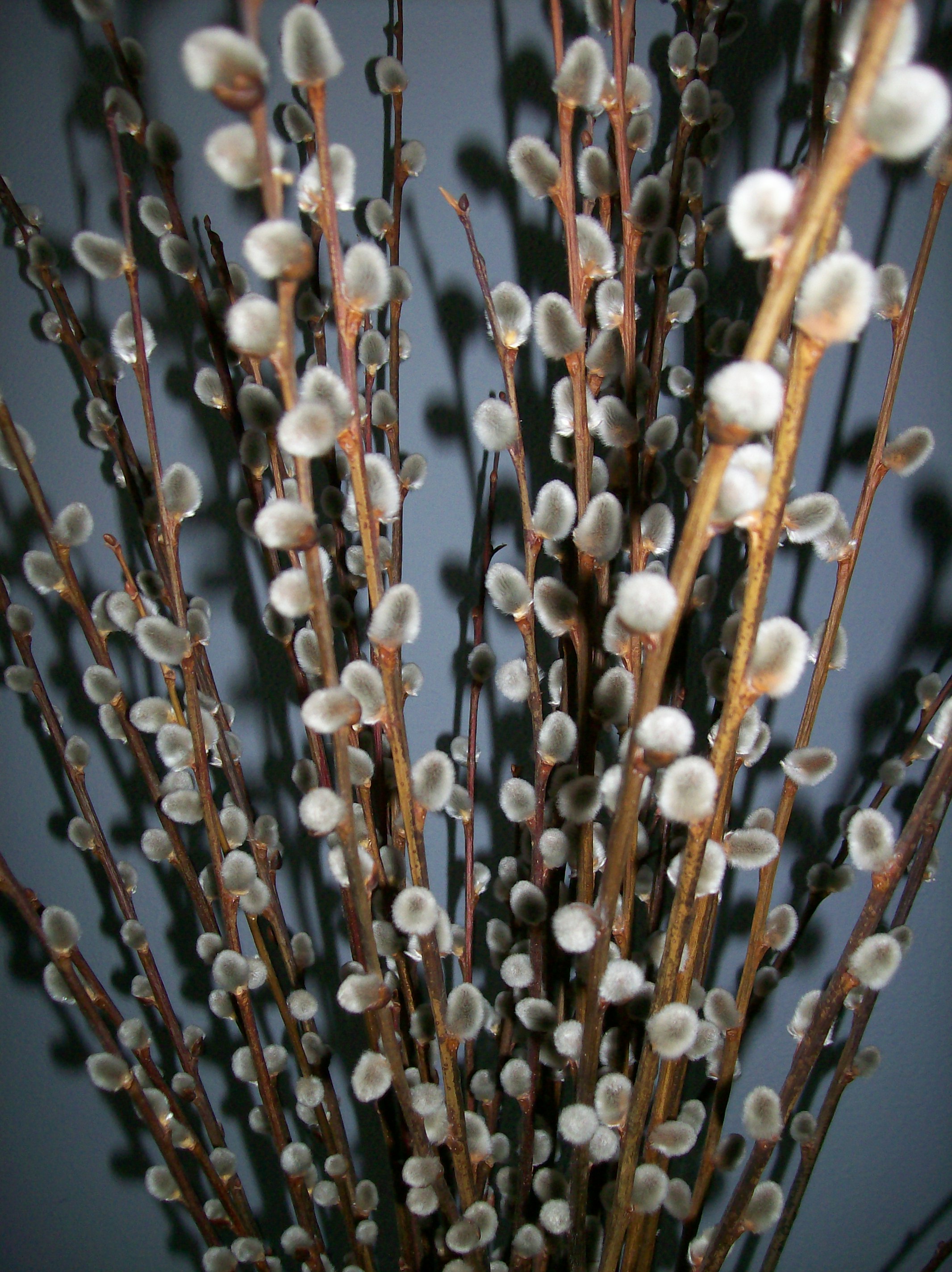 Pussy willows show the first signs of spring - Vimarsana News