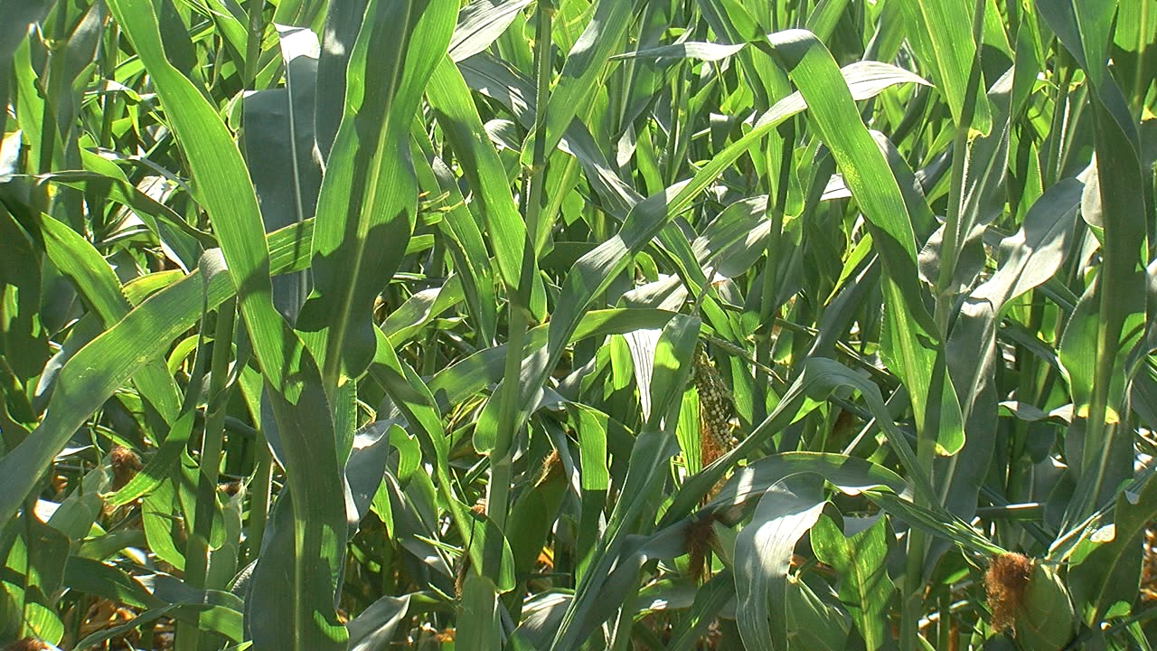 North Dakota farmers struggle with ongoing drought - Vimarsana News