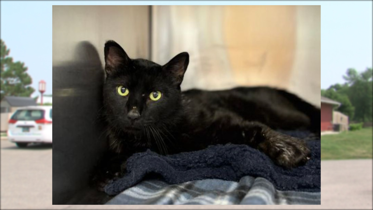 Homeward Animal Shelter reaches donation goal for cat's medical procedure - Vimarsana News