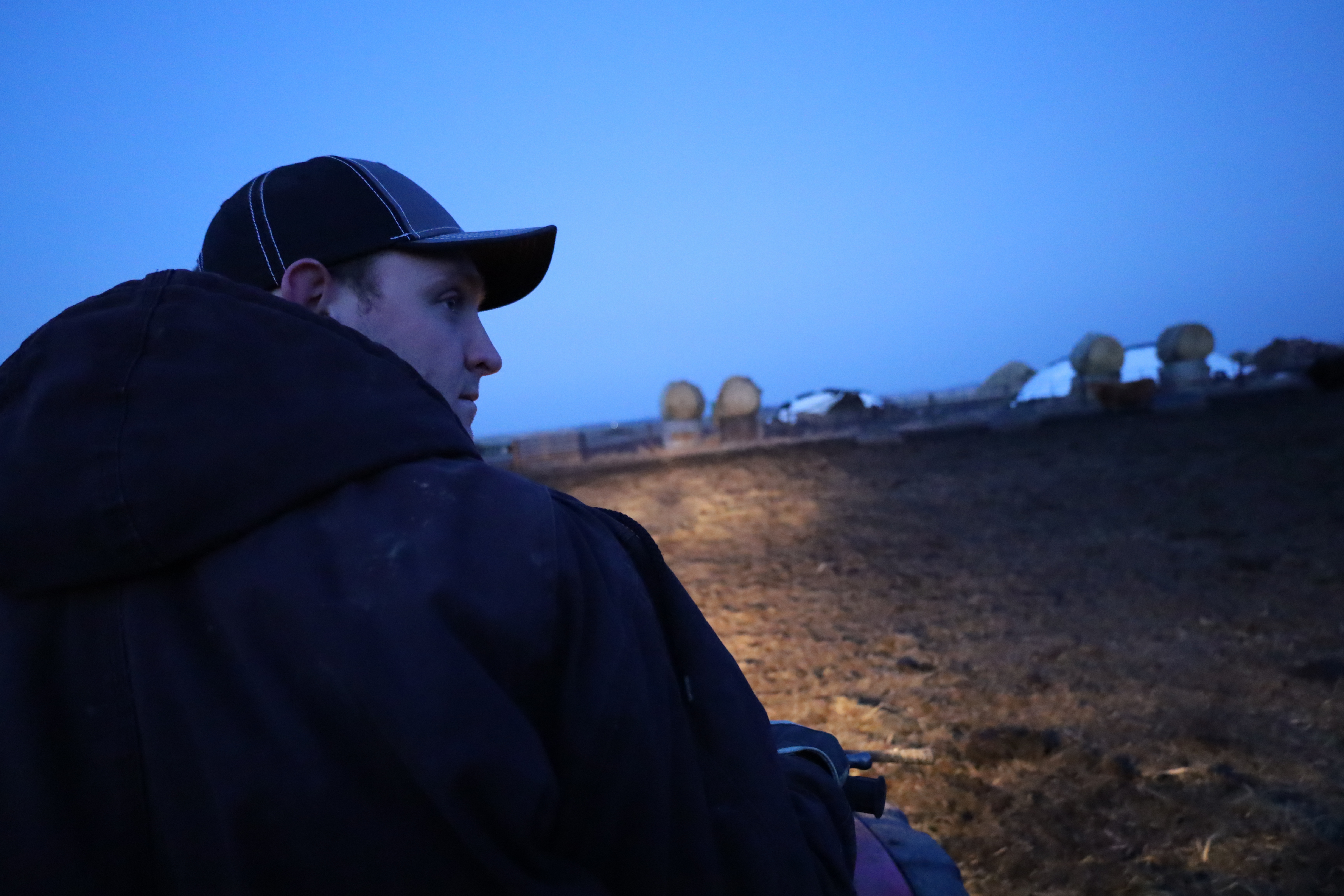 A never-ending work day for cattle producers during calving season - Vimarsana News