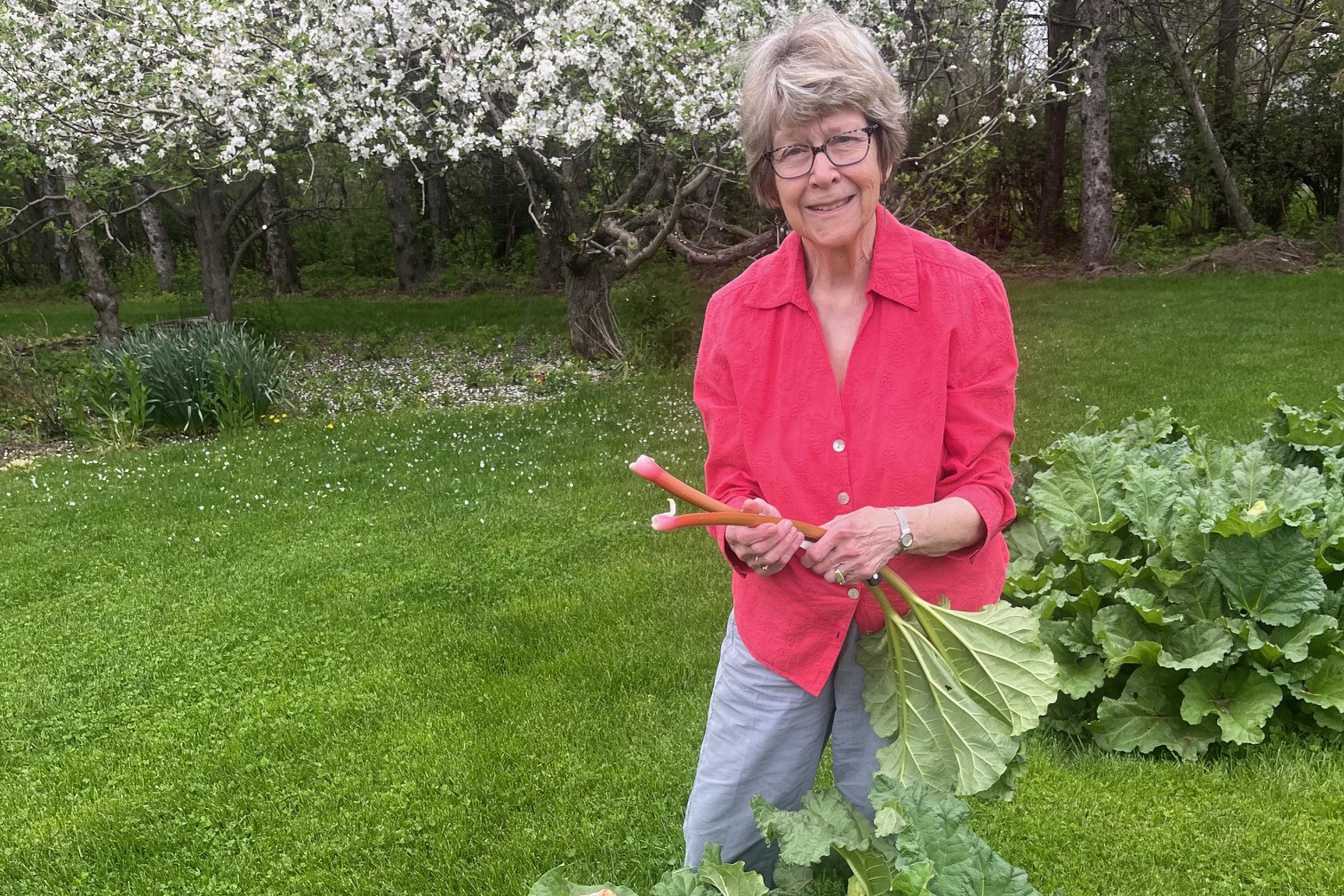 Local gardens, Rochester Farmers Market see the return of rhubarb - Vimarsana News
