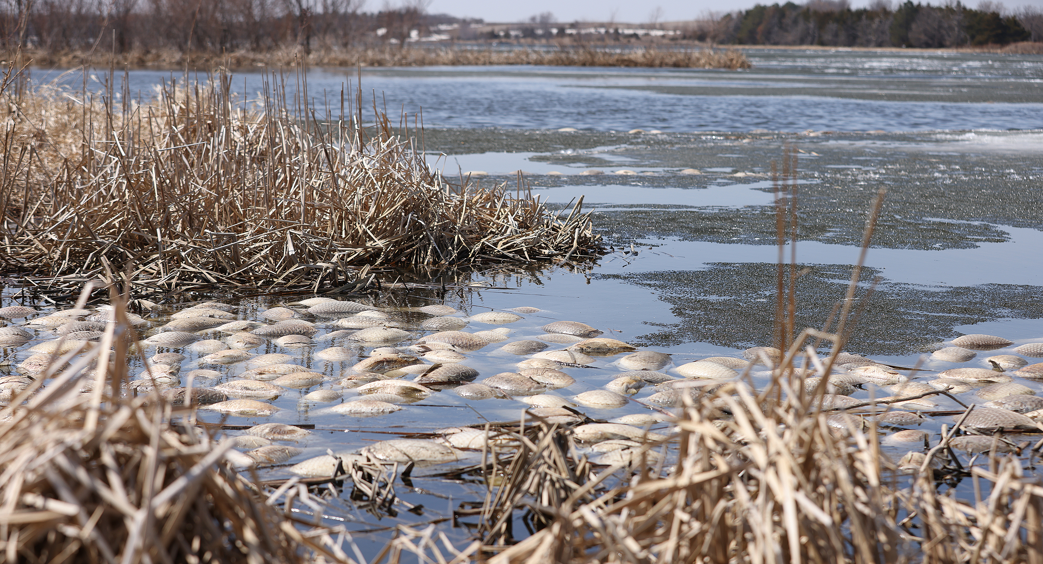 Ice melt leads to dead fish fish surfacing on numerous area lakes - Vimarsana News