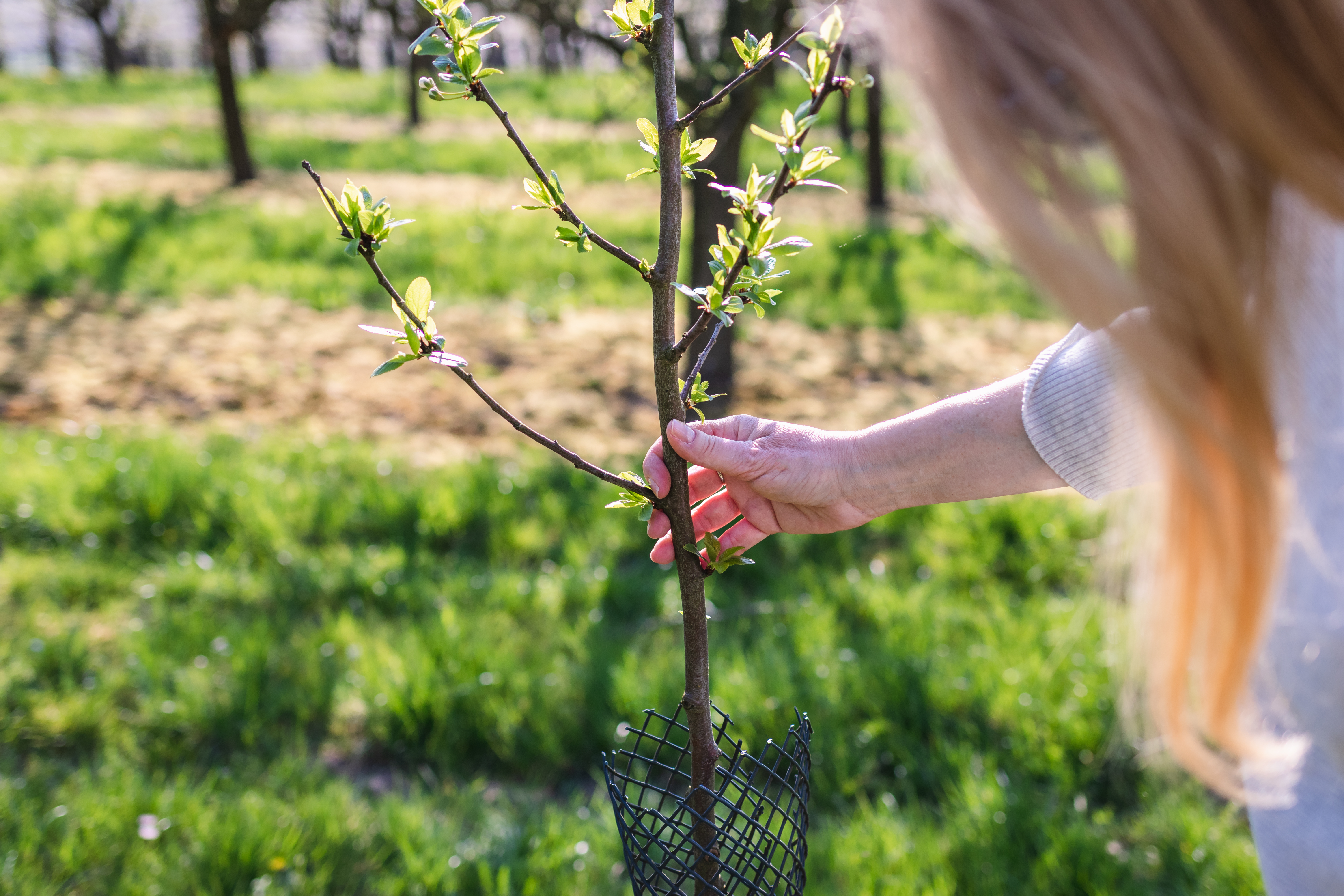 Ask the Master Gardener: A plum challenge but the rewards can be worthwhile - Vimarsana News