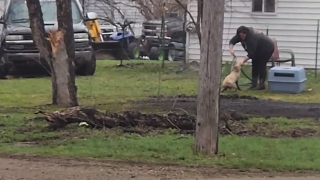 Prosecutors seek to revoke probation for woman charged in animal abuse case - Vimarsana News