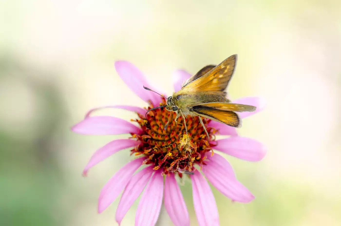 Endangered butterflies released in renewed Minnesota prairie landscape - Vimarsana News