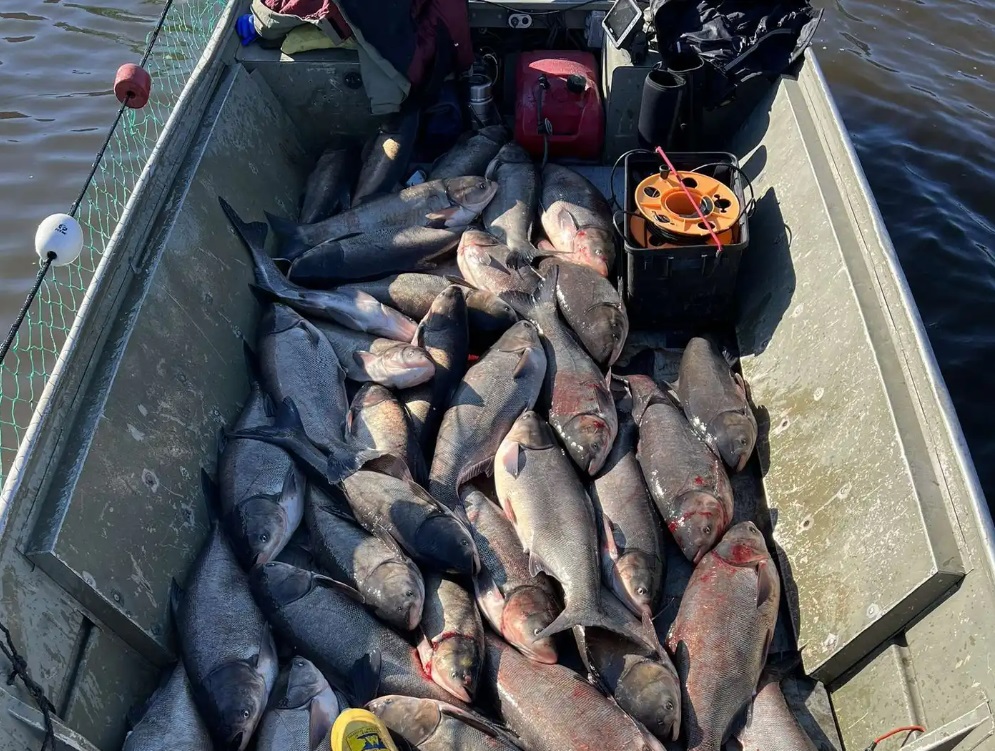 Large invasive carp catch in Mississippi triggers worry, new calls for deterrent - Vimarsana News