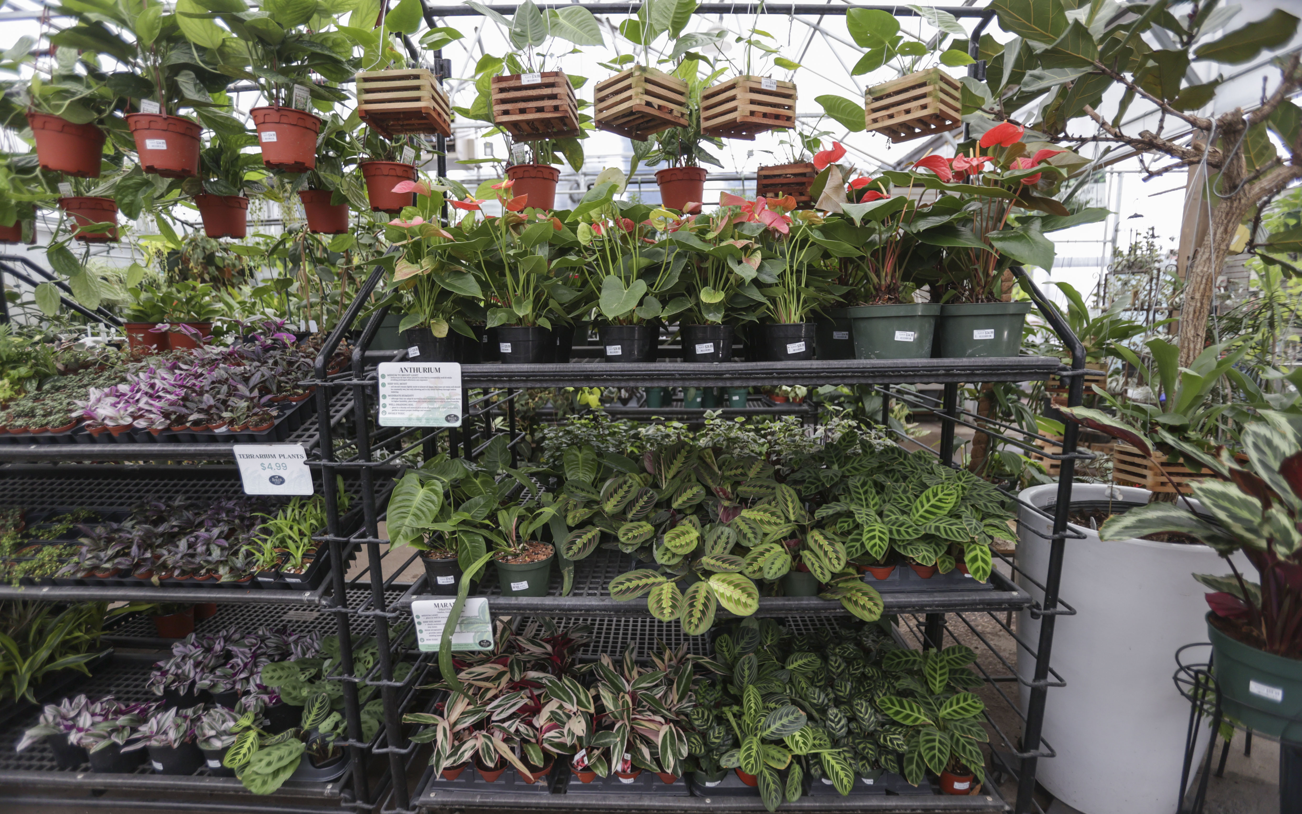 My resolutions for the gardening year - Vimarsana News