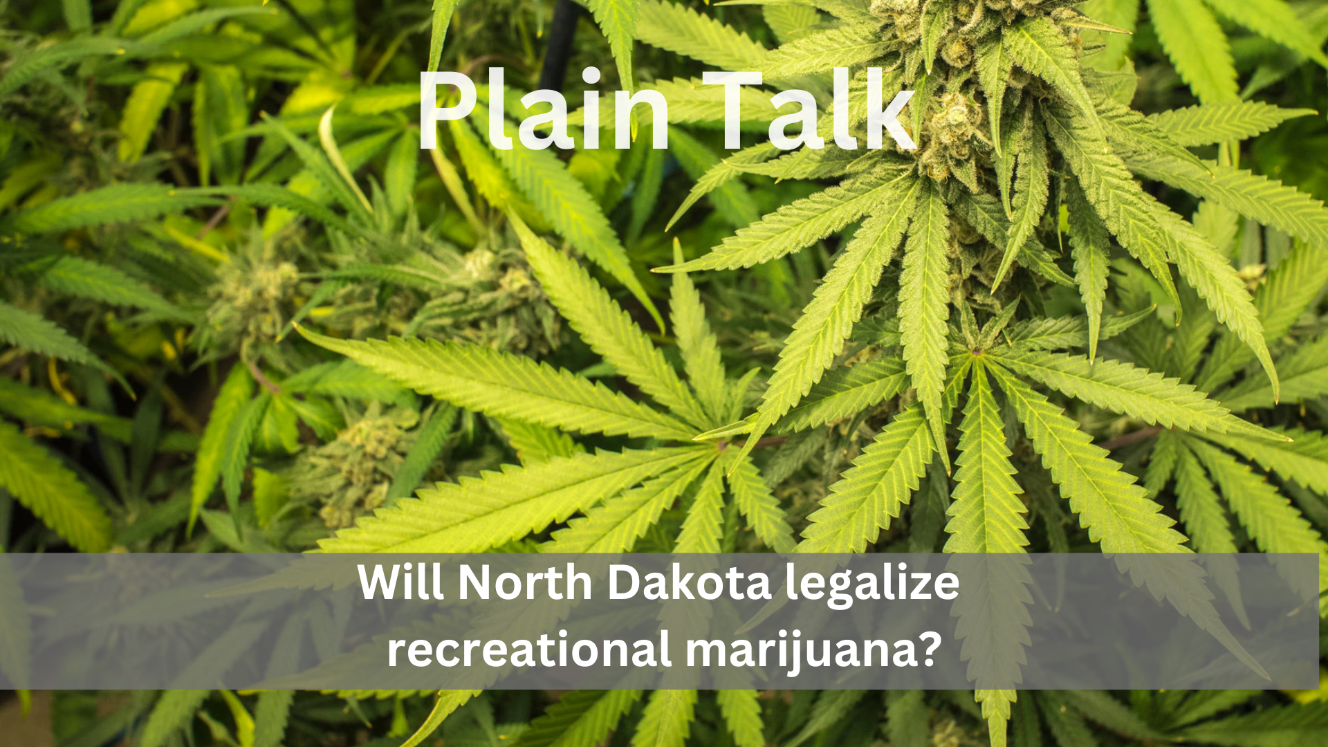 Plain Talk: Will North Dakota legalize recreational marijuana? - Vimarsana News