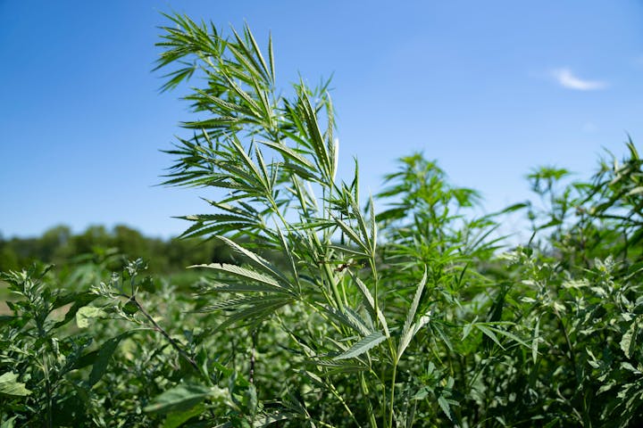 Hemp seed in chicken feed? A new market for Minnesota growers may be opening - Vimarsana News