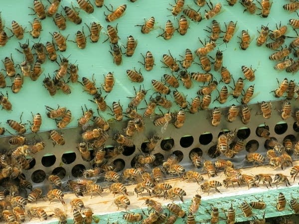 Honey bee losses continue to plague beekeepers - Vimarsana News