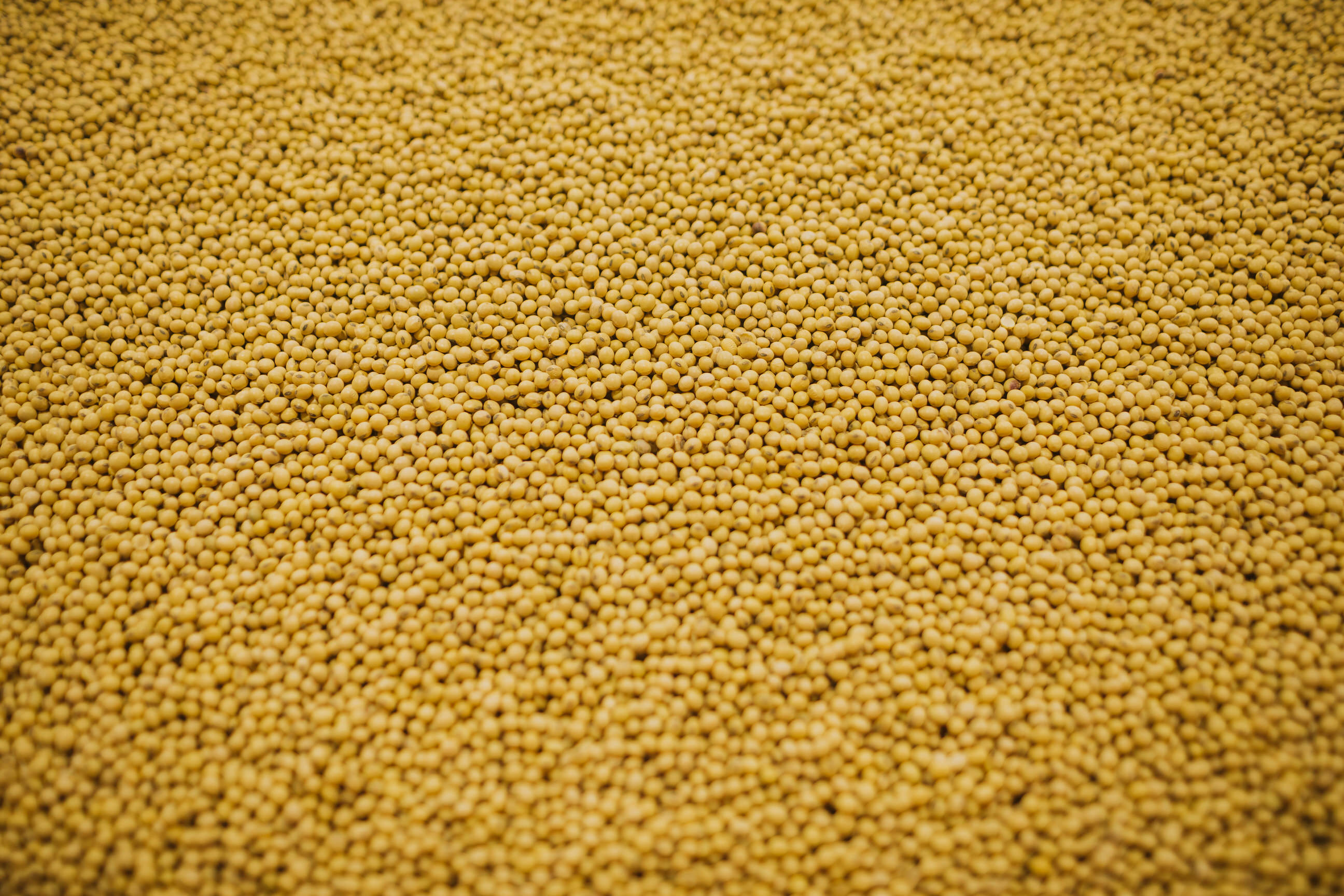 Proposed Grand Forks soybean crush plant awarded $250,000 from APUC - Vimarsana News