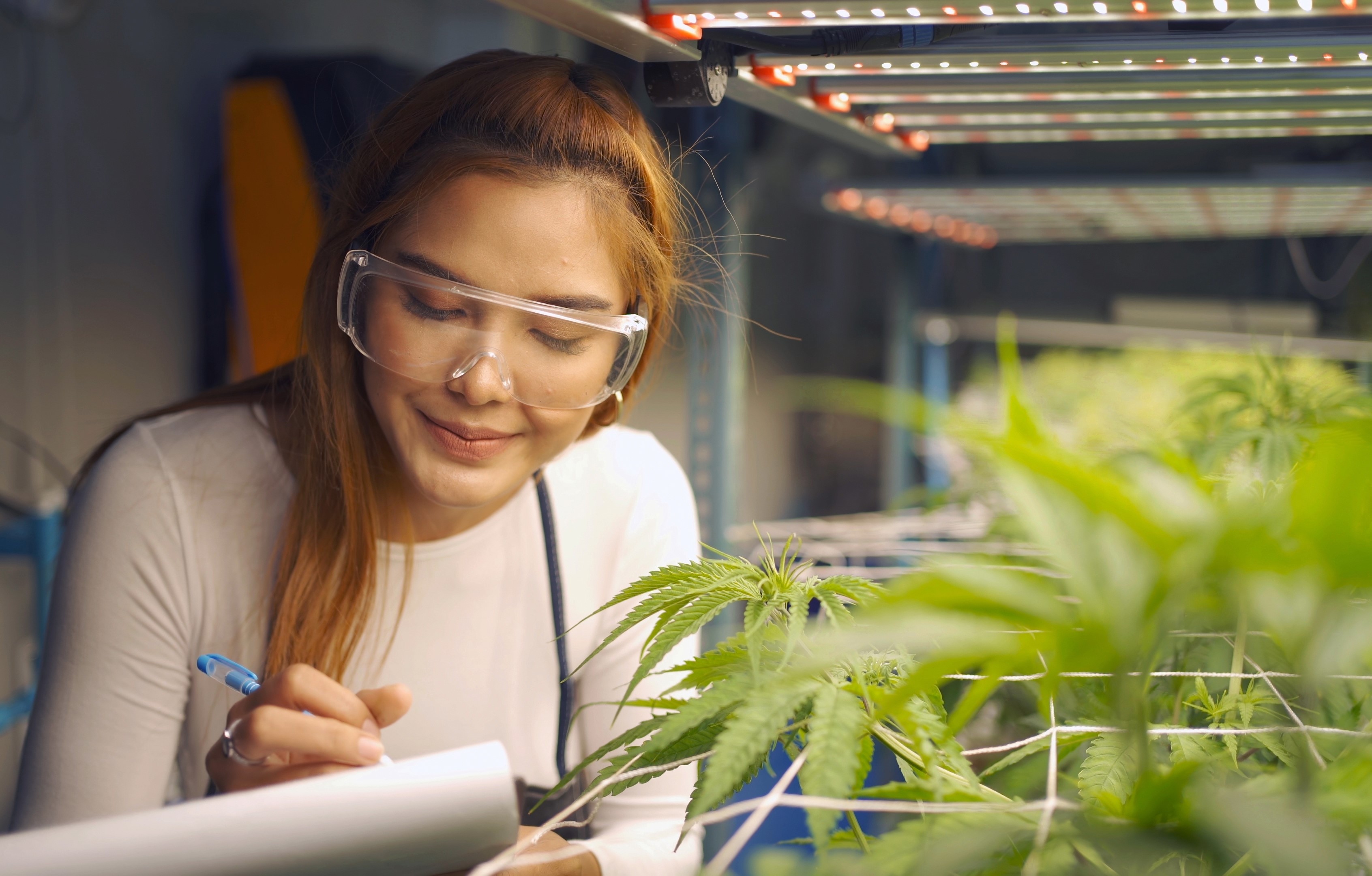 M State launches cannabis certificate programs - Vimarsana News