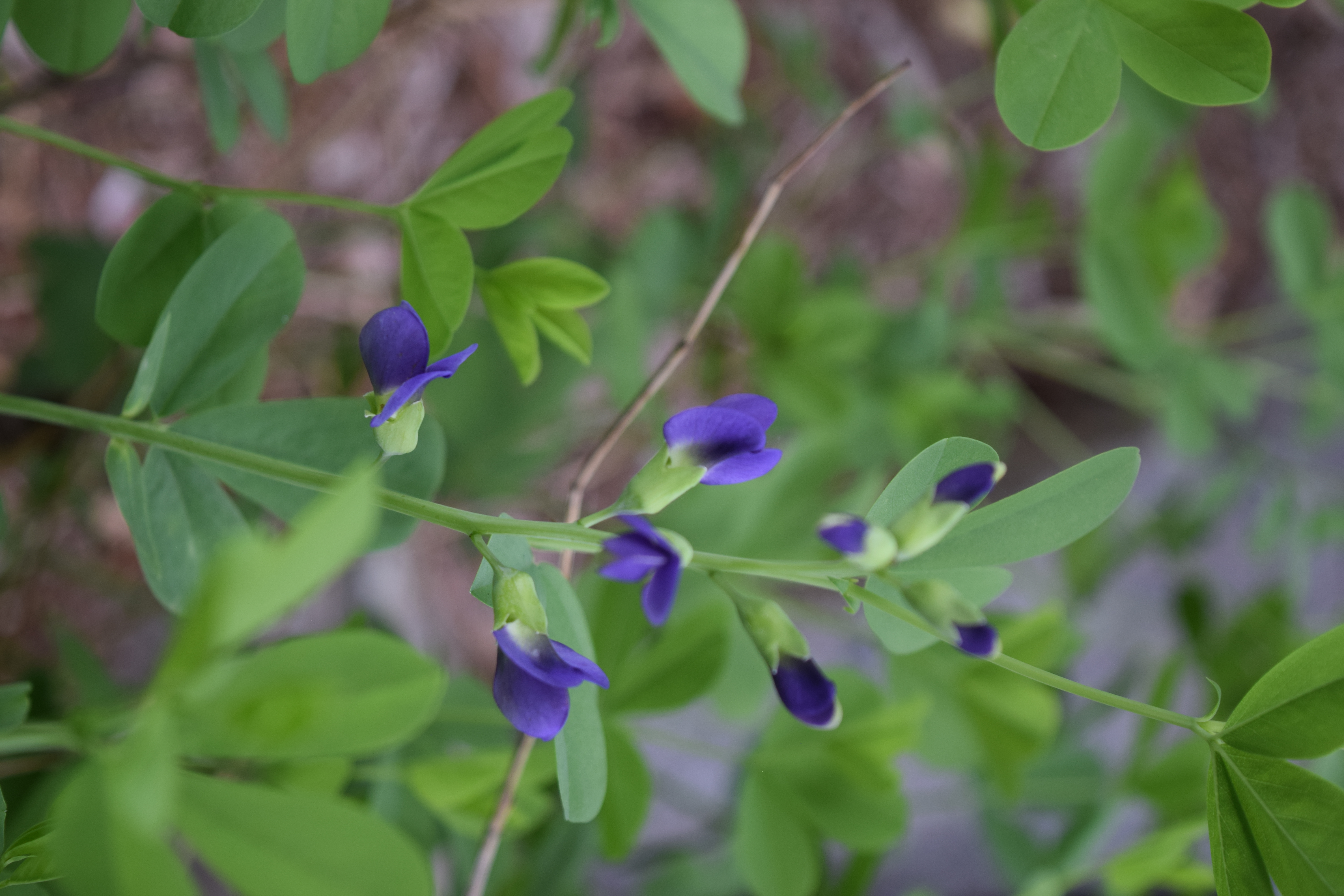 Ask the Master Gardener: Blue false indigo not the preferable food for deer and rabbits - Vimarsana News