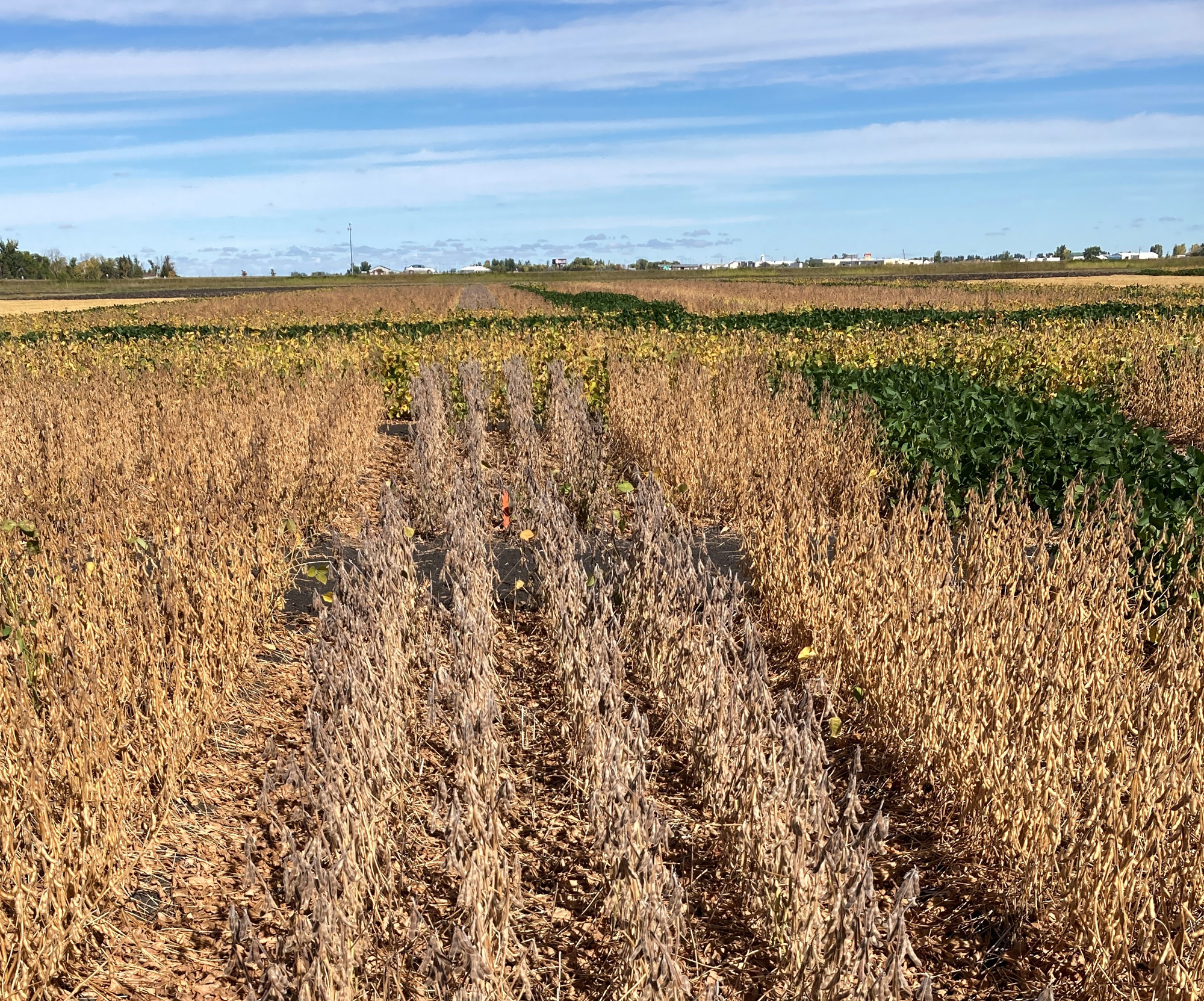 NDSU Extension updates Soybean Production Field Guide - Vimarsana News