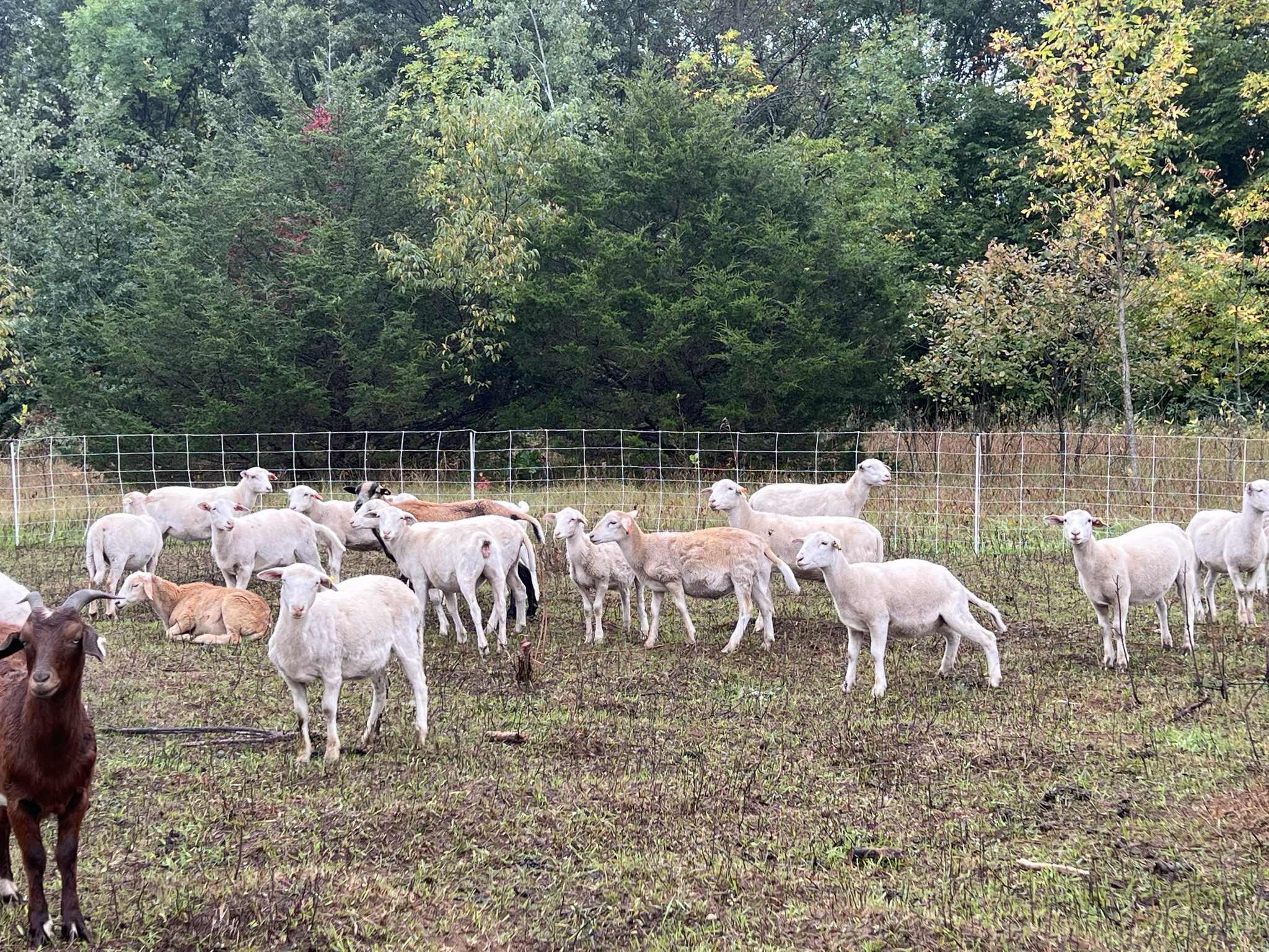Hundreds of goats and sheep help conservation efforts at Sherburne County park - Vimarsana News