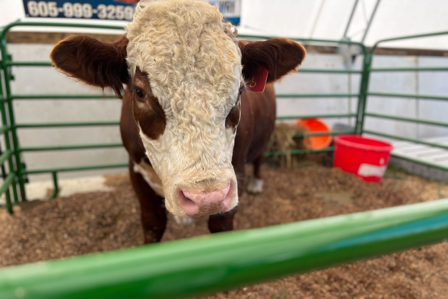 South Dakota ranchers, politicians applaud new 'Product of USA' labeling rule - Mitchell Republic | News, weather, sports from Mitchell South Dakota - Vimarsana News
