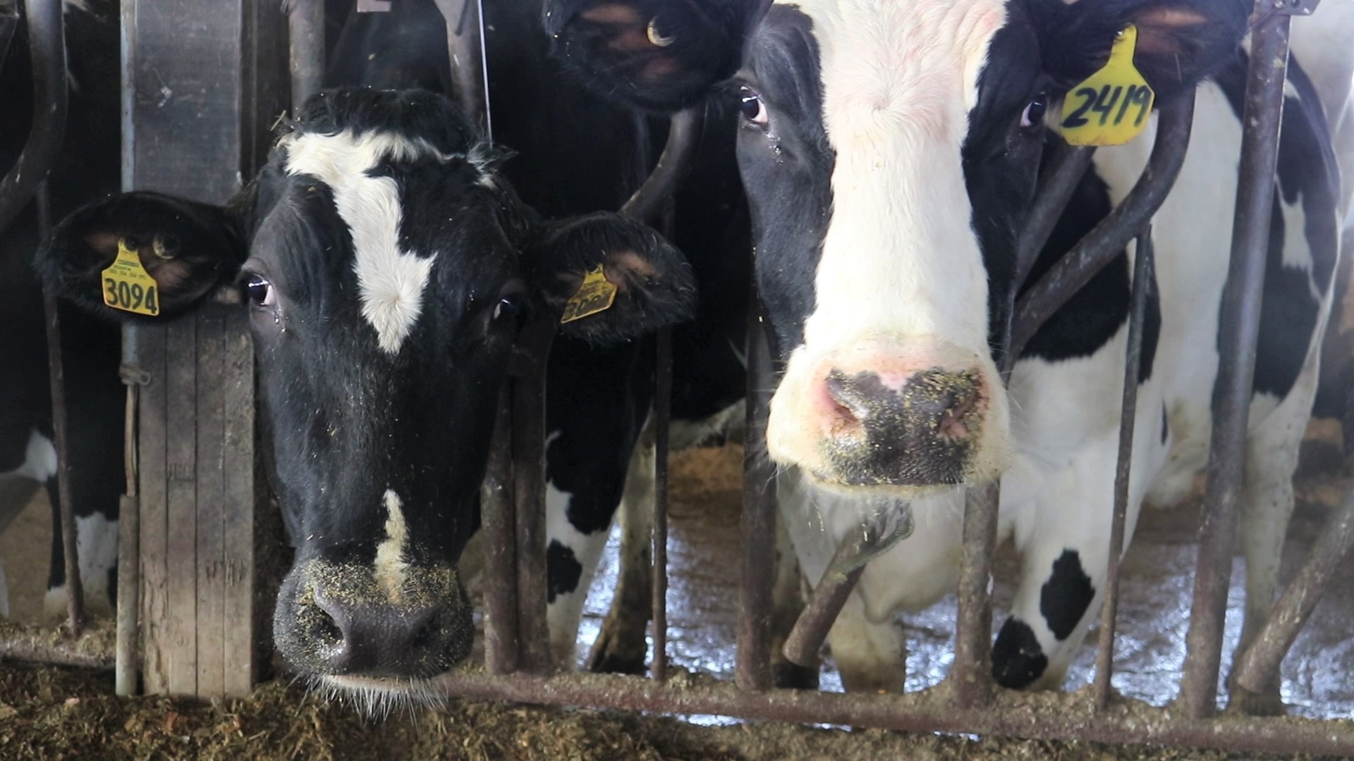 Organic dairy industry left out from FMMO national hearing - Vimarsana News
